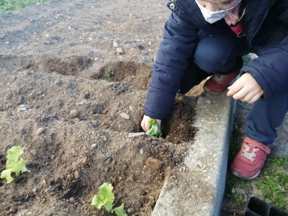 Plantação de alfaces.