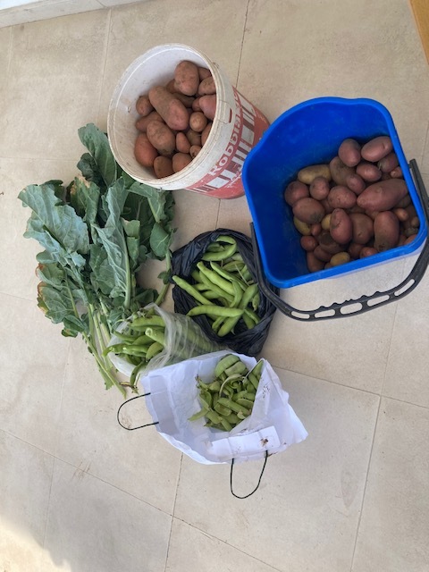 Os frutos da nossa horta.