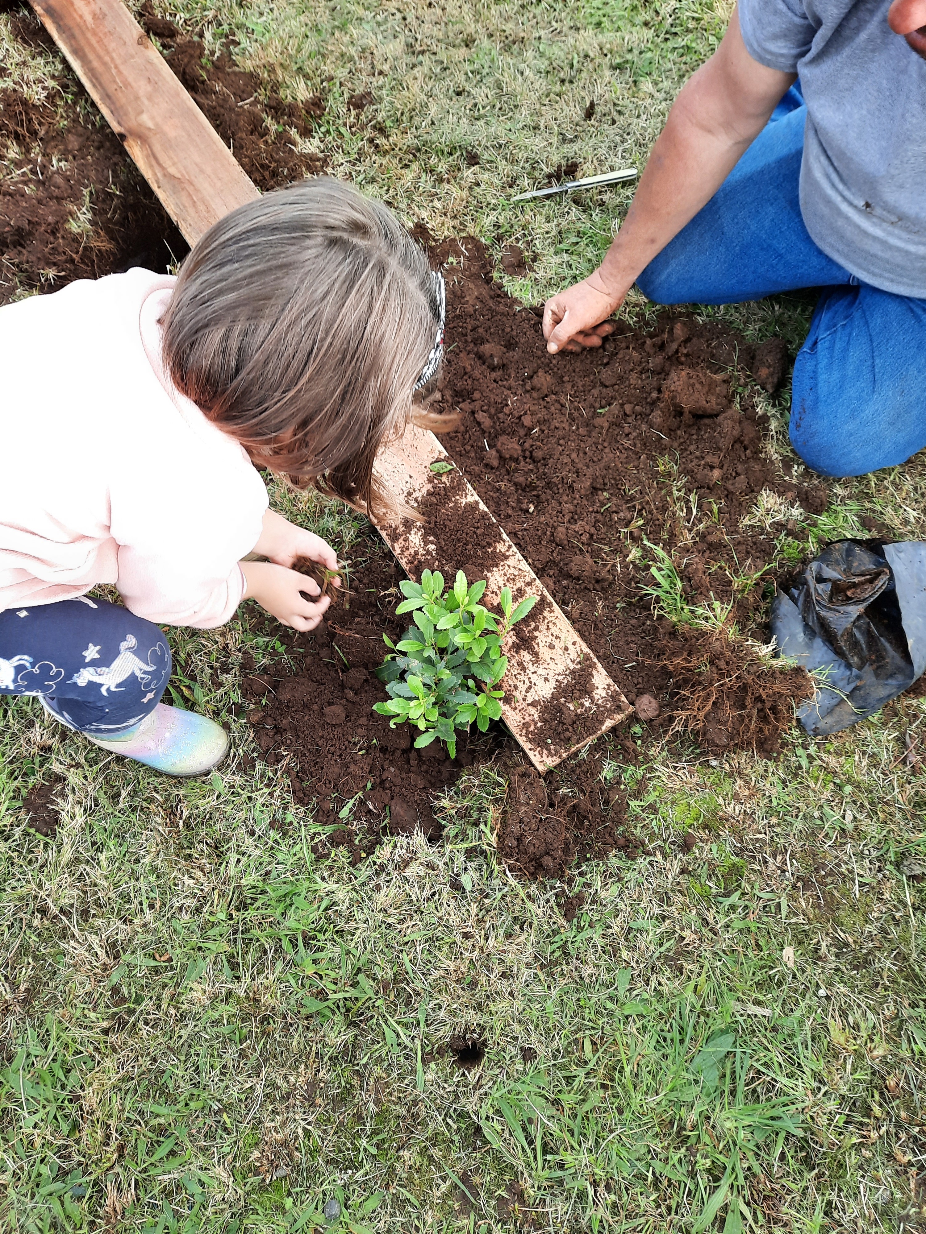 plantação de plantas endémicas louro, dragoeiros, azáleas,...