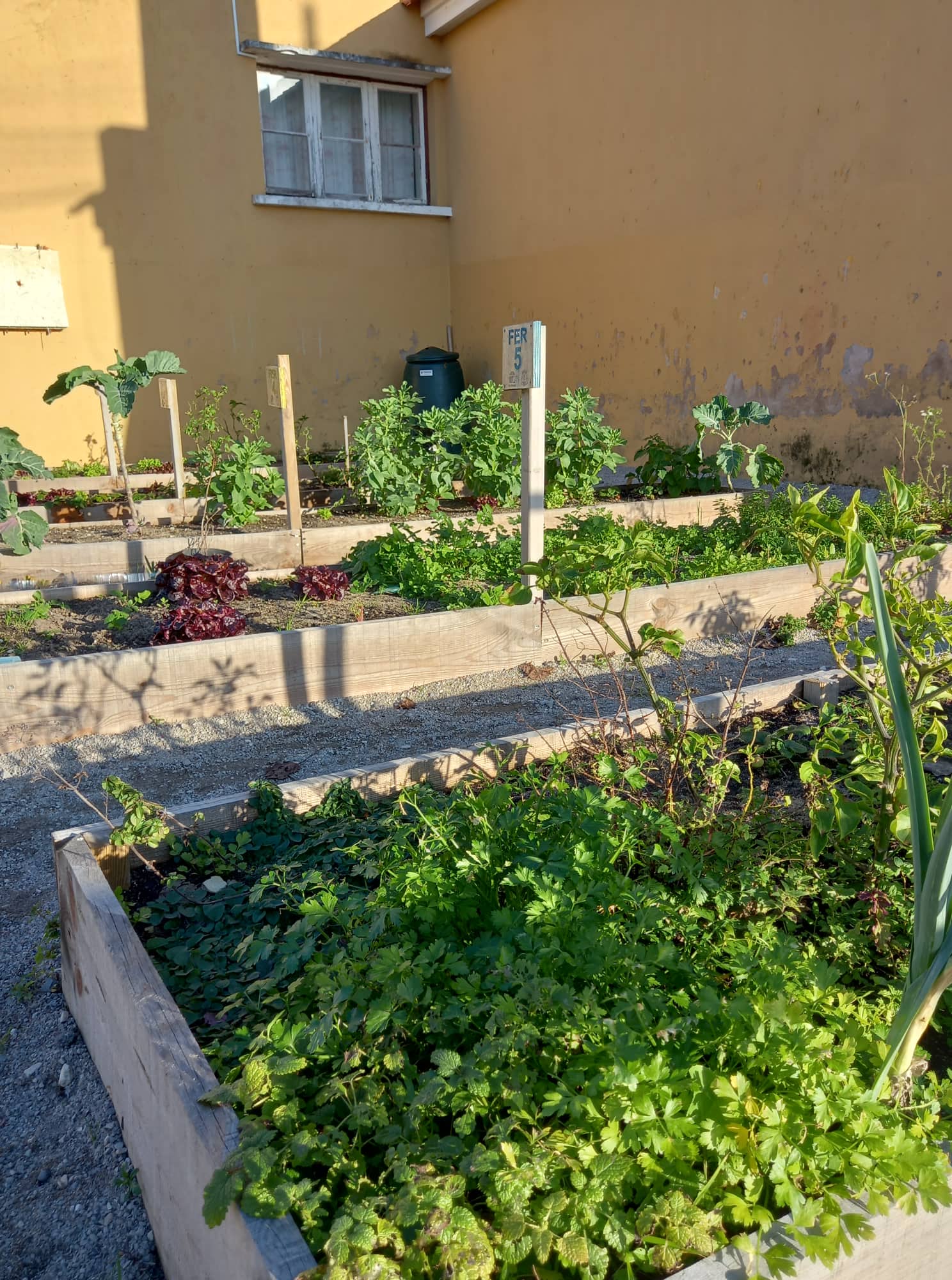 Cada uma das cinco turmas tem uma parcela de terreno, onde planta, cuida e colhe com muito entusiasmo!