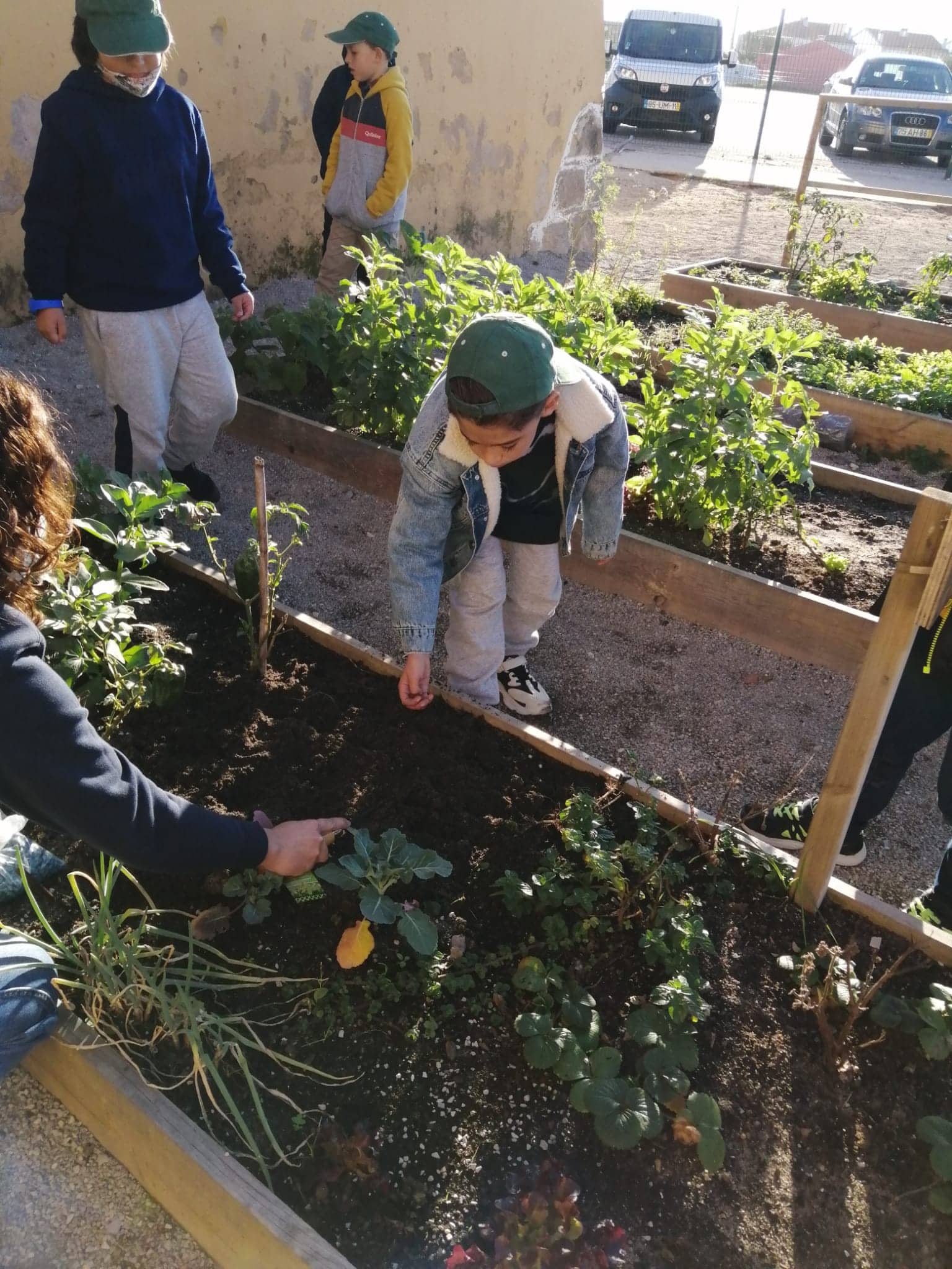 Este ano resolvemos plantar favas, ervilhas,  alfaces ...