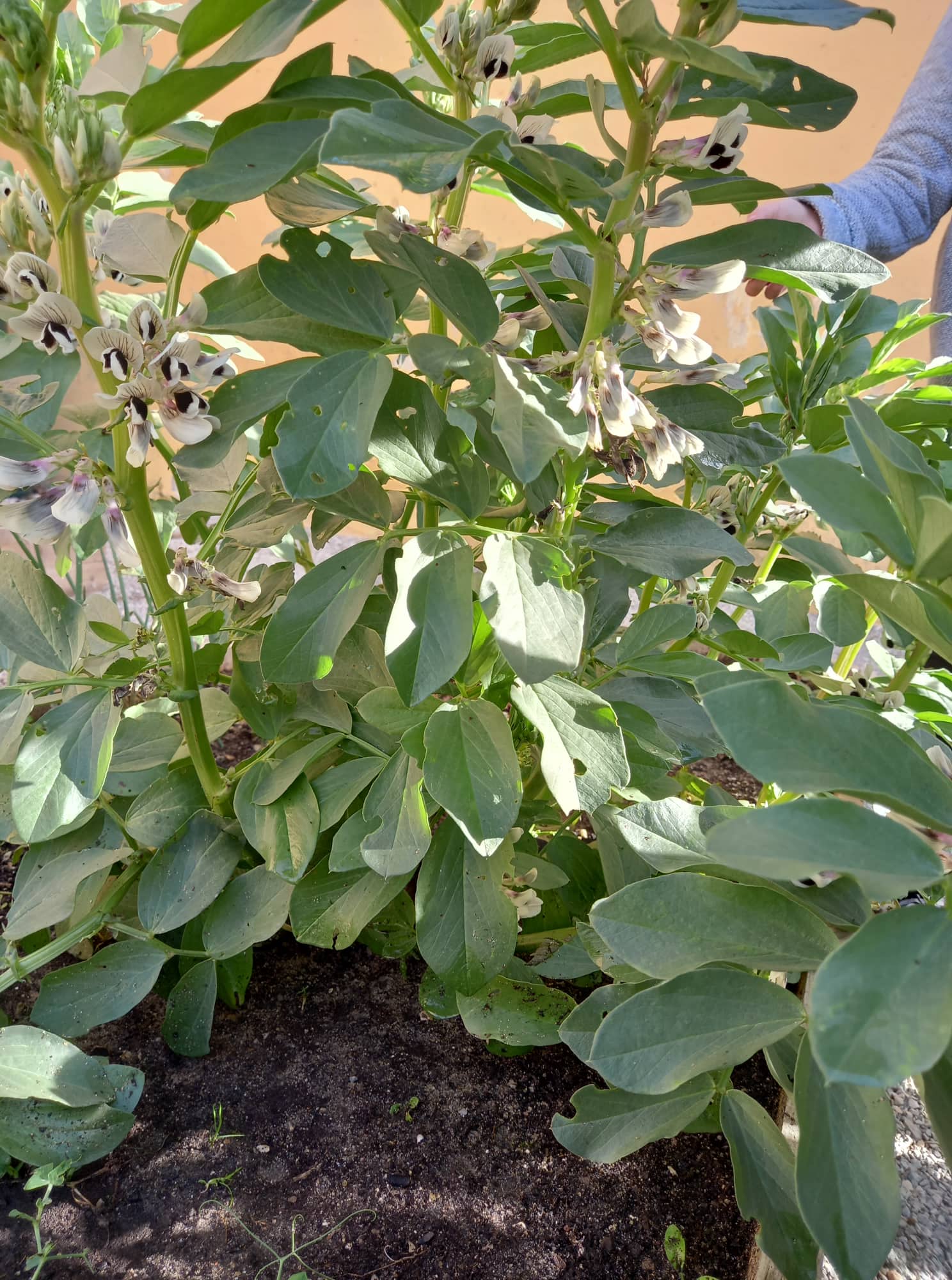 As favas já têm flor!
