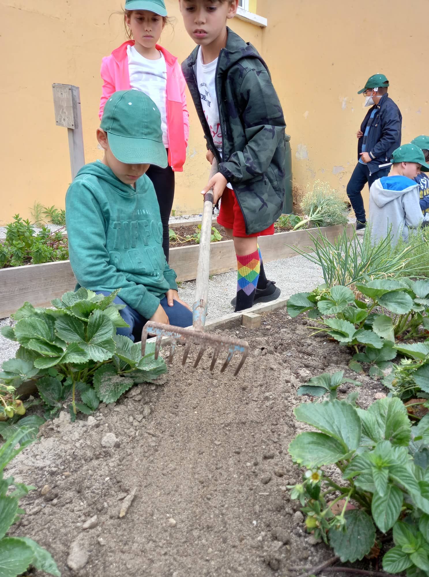 Os morangueiros já têm flor!