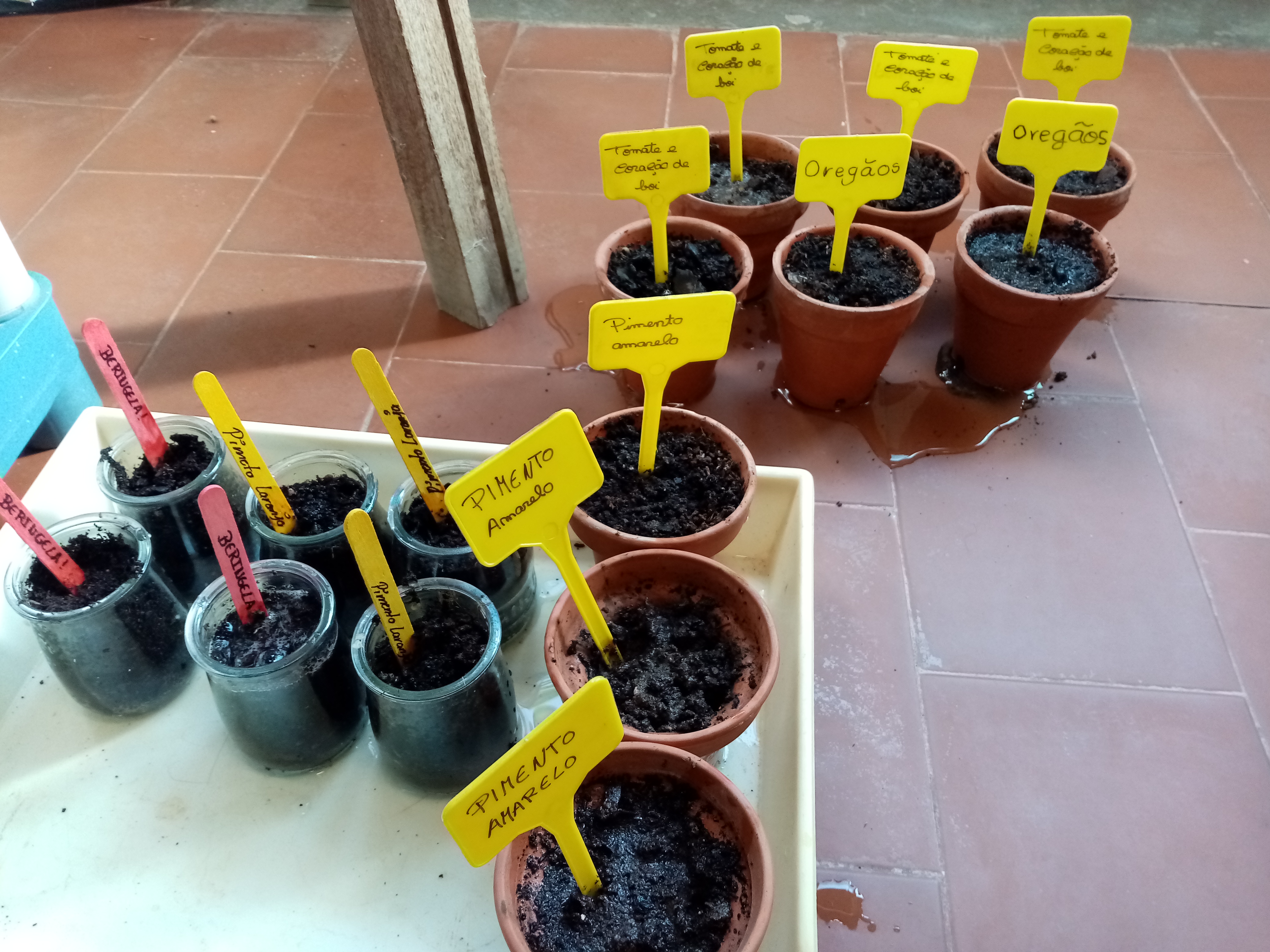As camas de crescimento das sementes no laboratório.