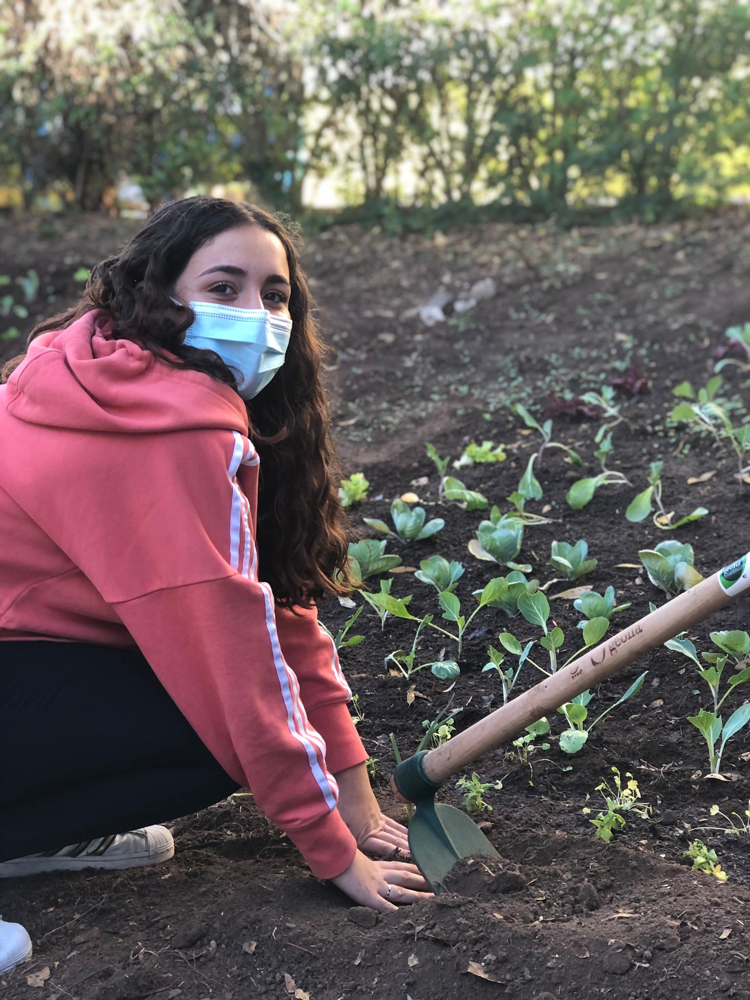 Plantação de produtos hortícolas.
