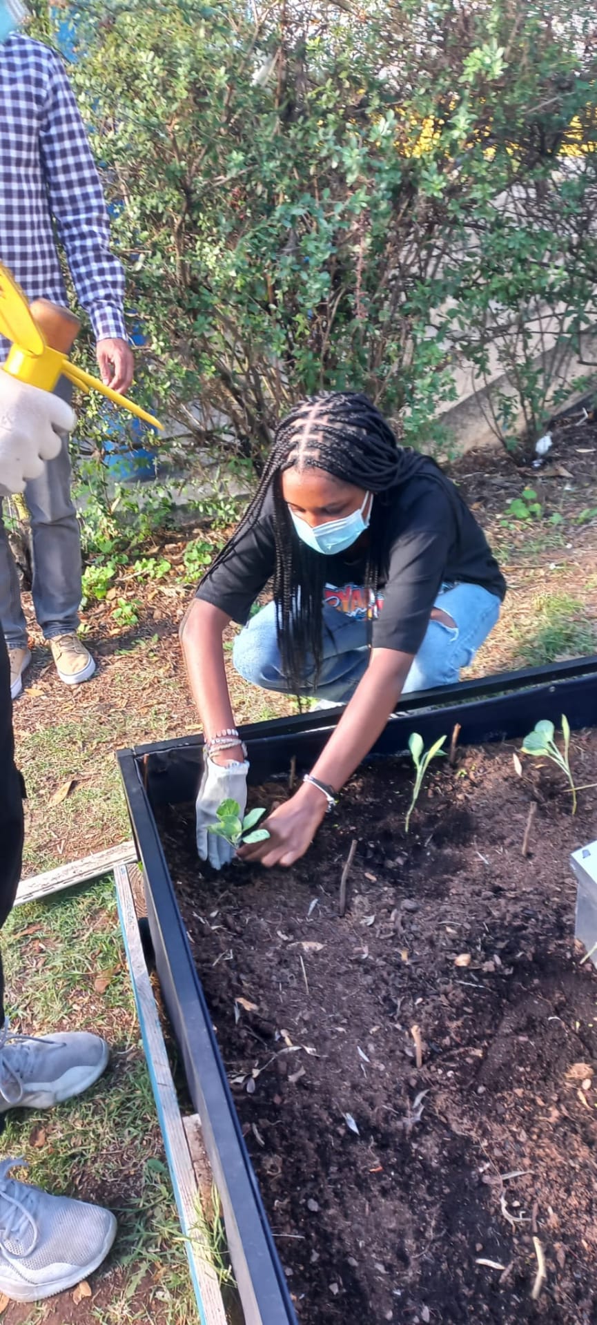 Plantação numa das growbeds de espécies vegetais.