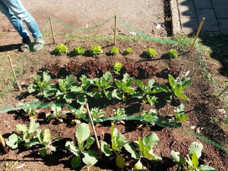 Produtos da horta.