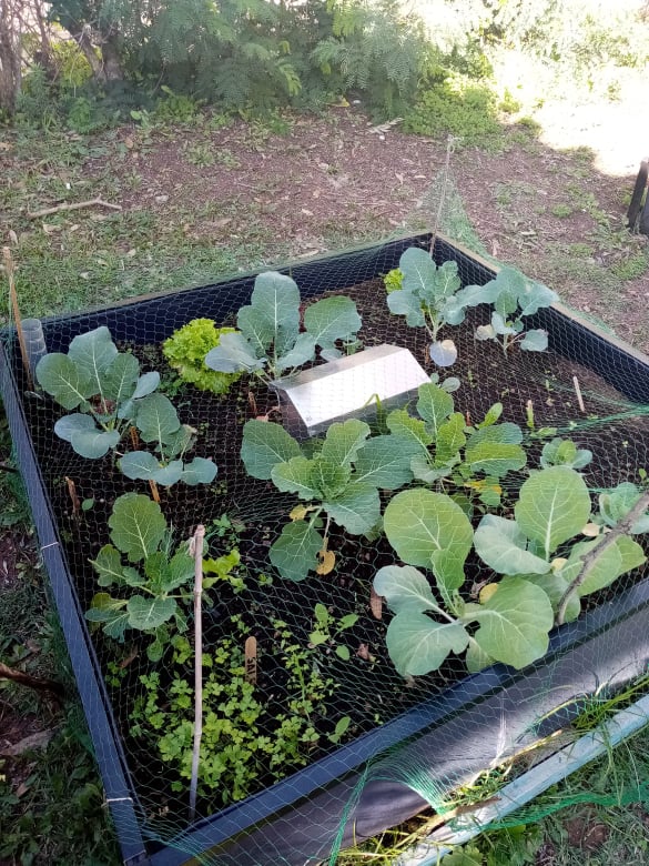 Growbed com rede antipássaros.