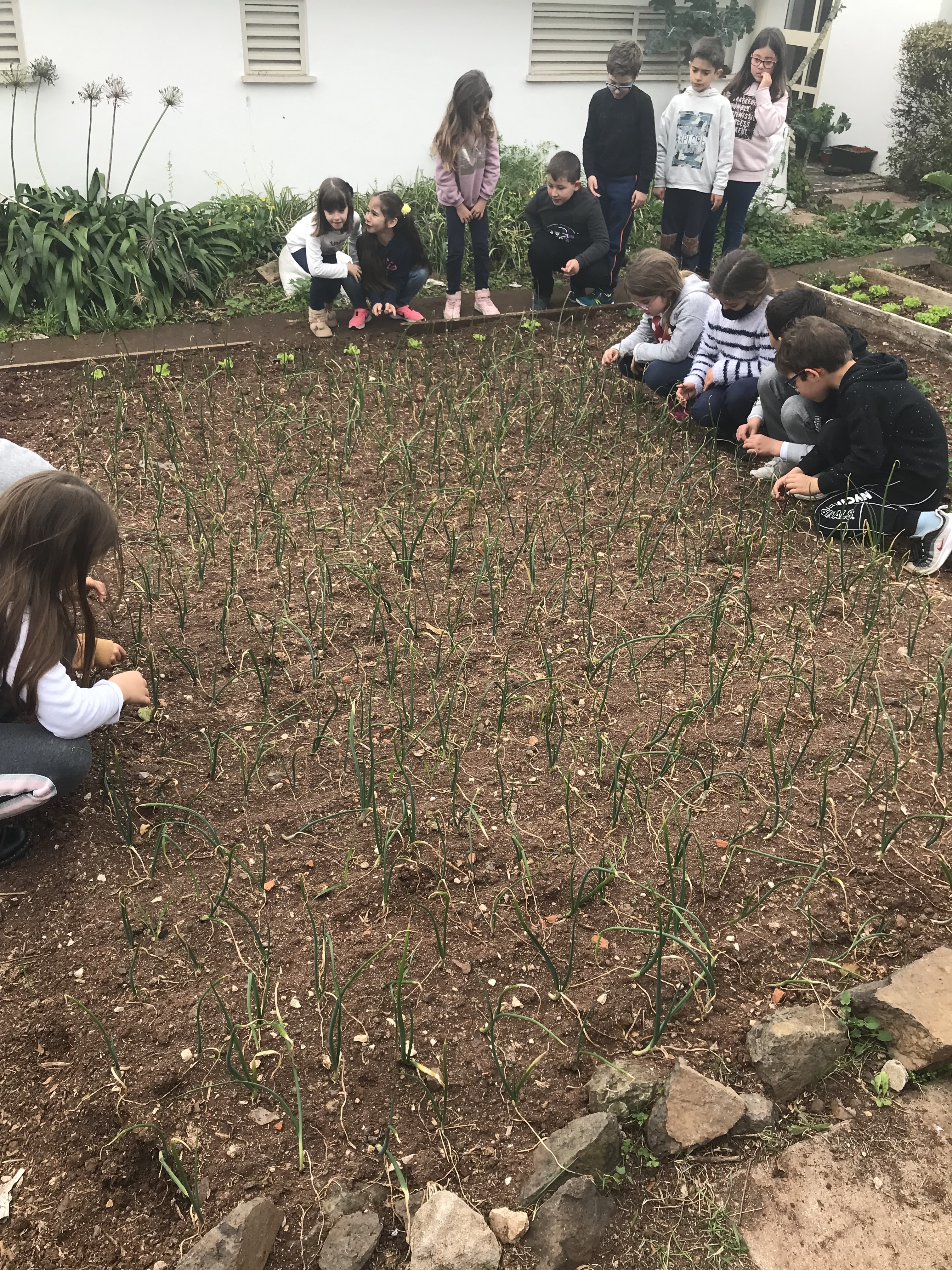 Canteiro das cebolas- plantação.