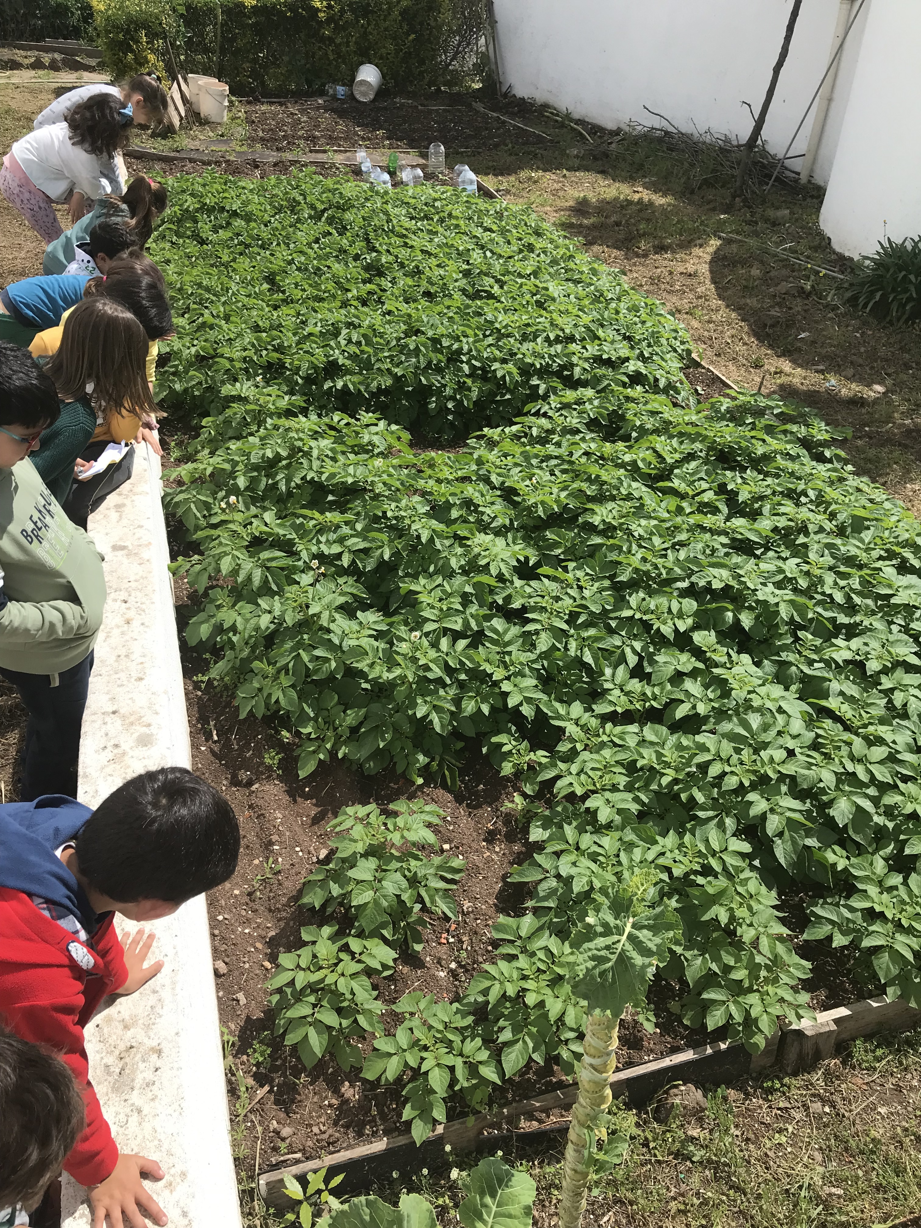Observação das batatas que já têm flor.