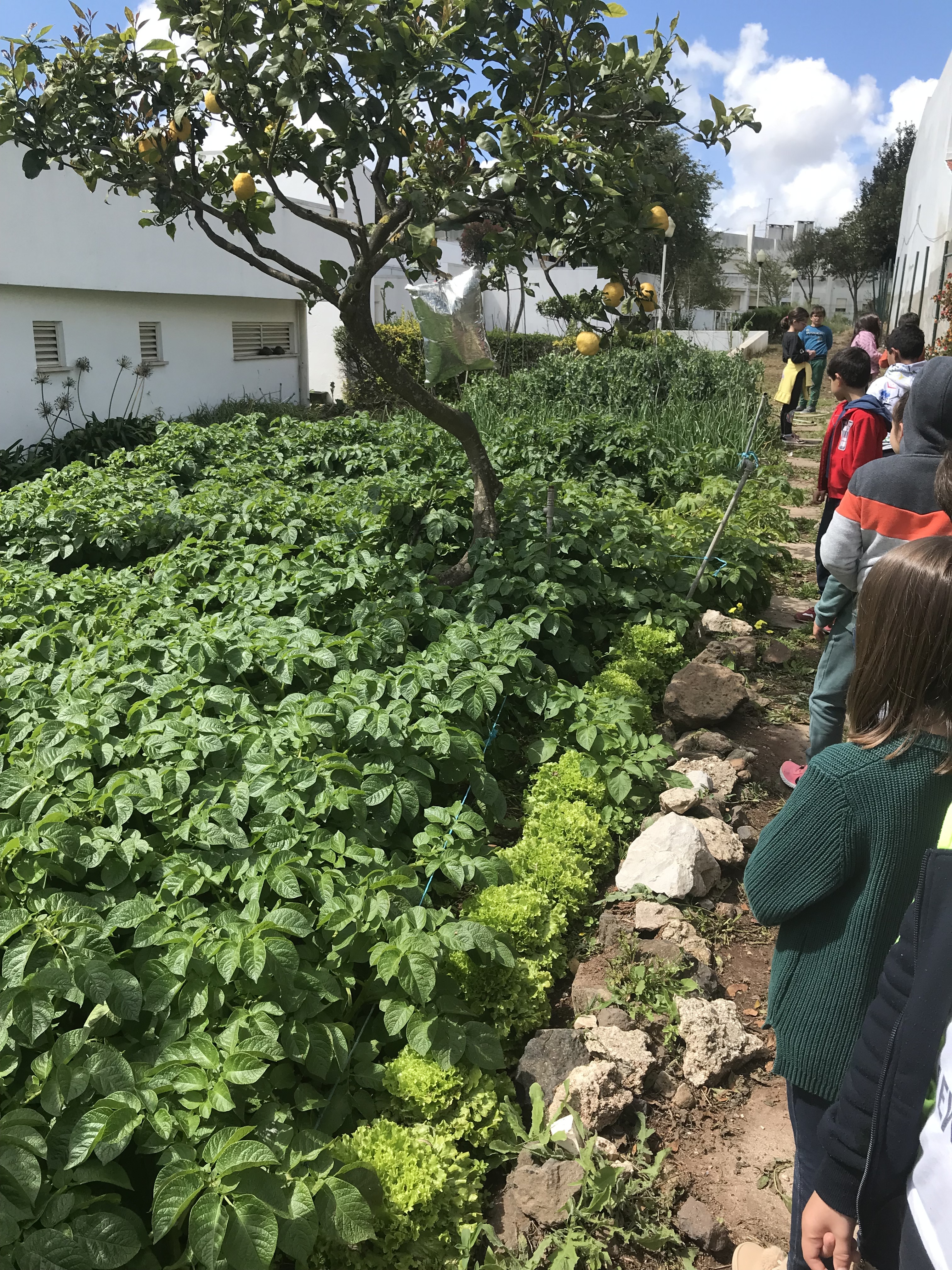Vista geral da nossa Horta em abril/maio.