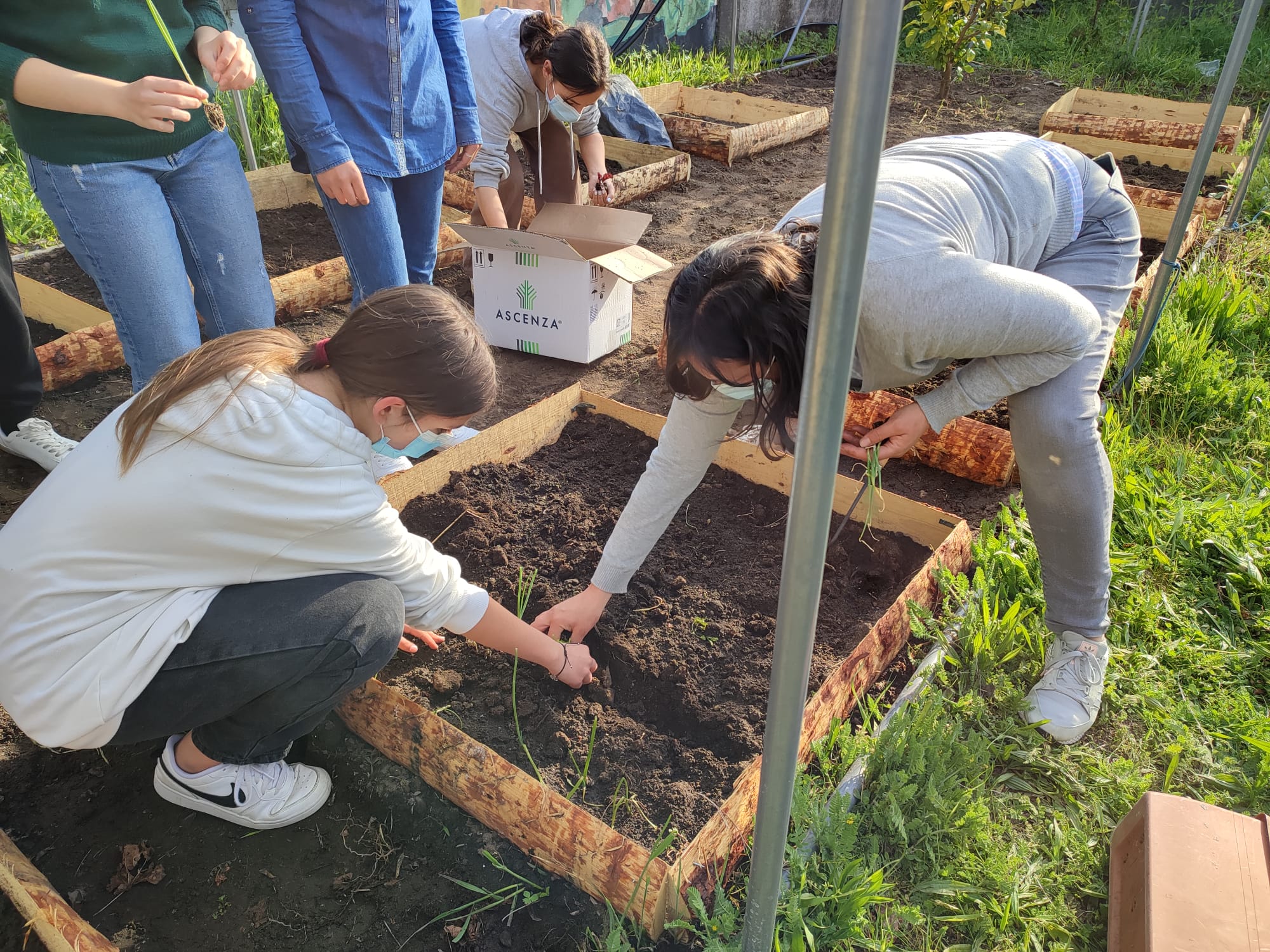 As primeiras plantações realizadas pelos alunos do 7C