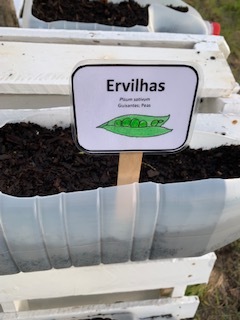 Germinação de sementes