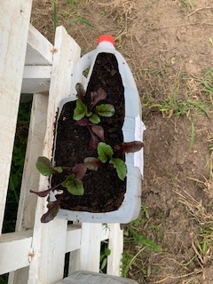 Germinação de sementes