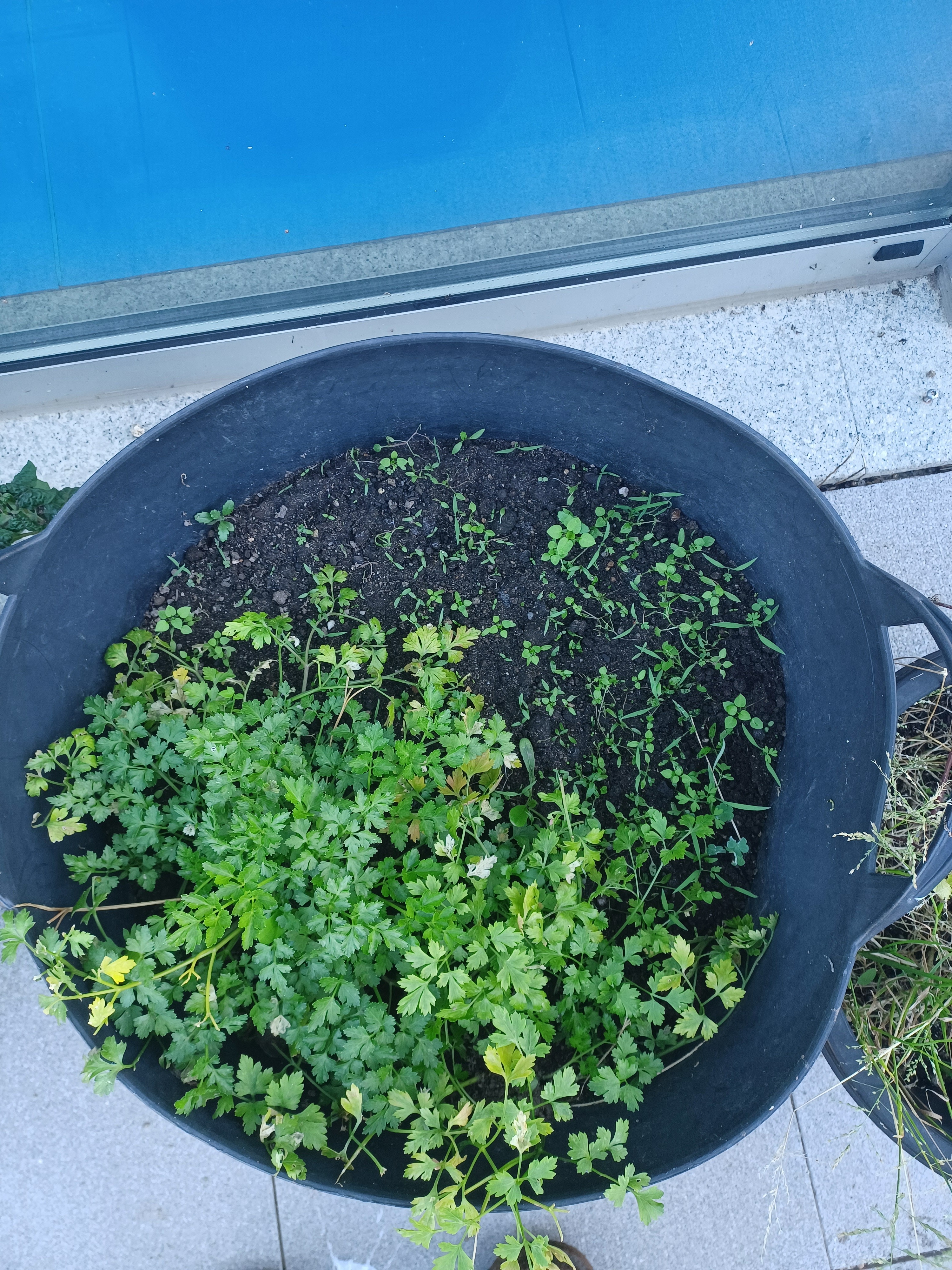 Cultura de ervas aromáticas - salsa.
Nos finais de dezembro os alunos semearam sementes de salsa em alguns vasos. 
Noutros, como ainda tinham salsa do ano anterior, sementaram apenas os espaços em branco.