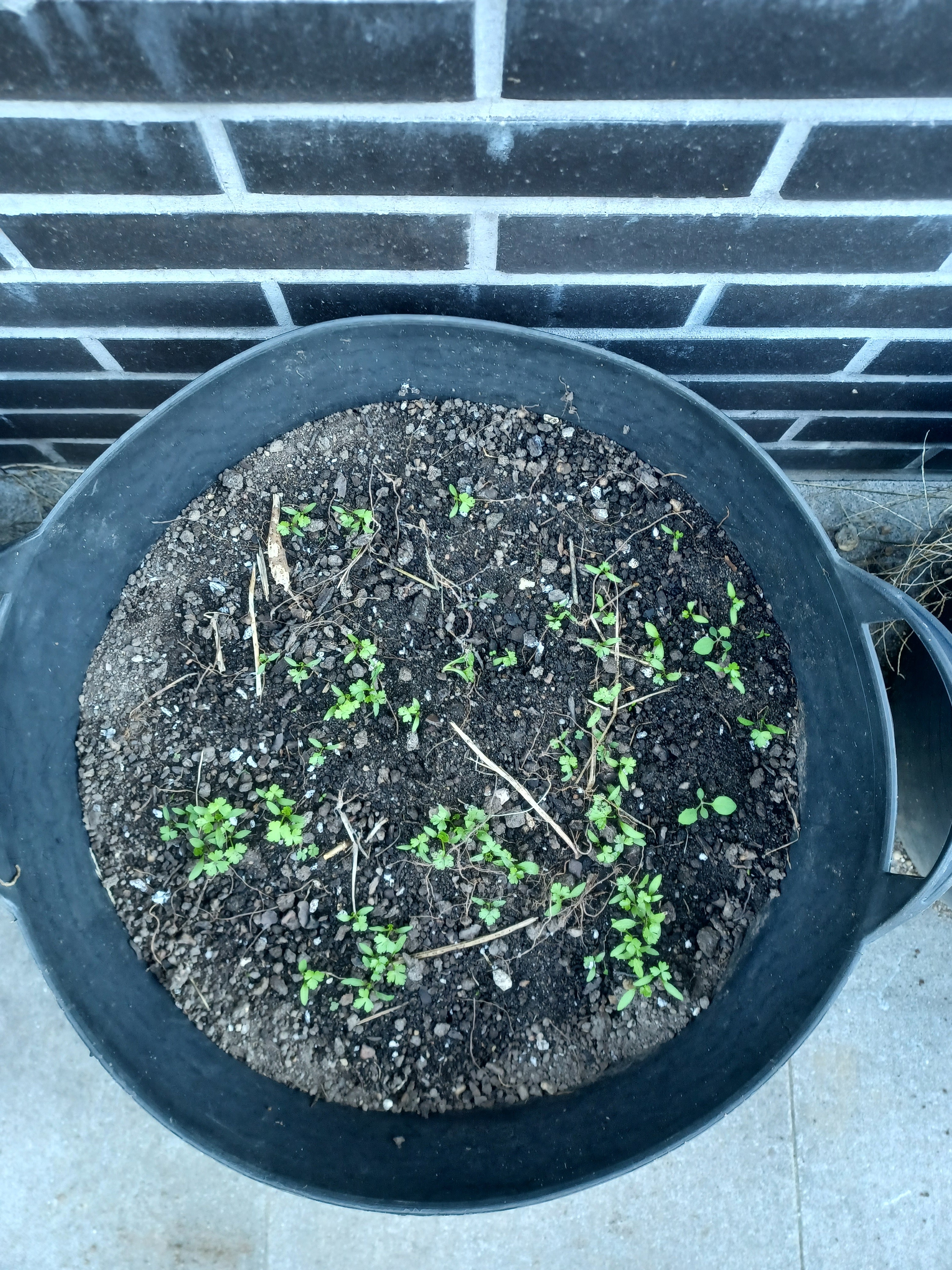 Cultura de ervas aromáticas - hortelã - pimenta.
Nos finais de dezembro, os alunos prepararam alguns vasos e semearam sementes de hortelã - pimenta.
Já são visíveis algumas plantas cujo desenvolvimento tem sido retardado pelo tempo frio e seco.