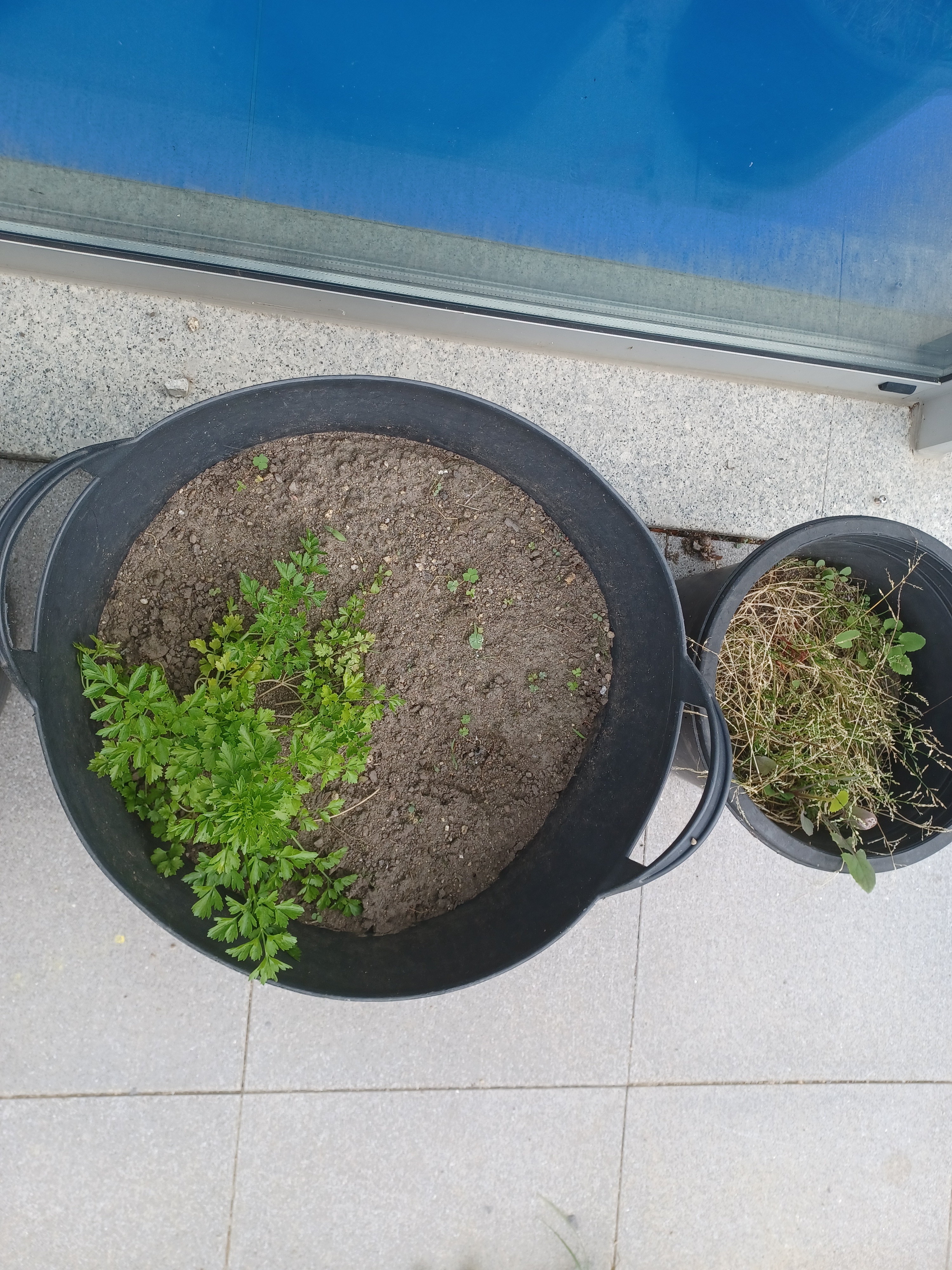 Salsa
Tal como aconteceu com o batatal, a salsa também serviu de alimento aos caracóis e às lesmas. Só ficou o pé de salsa maior que foi possível salvar, pois conseguiu-se remover os caracóis e colocá-los num local longe do vaso.