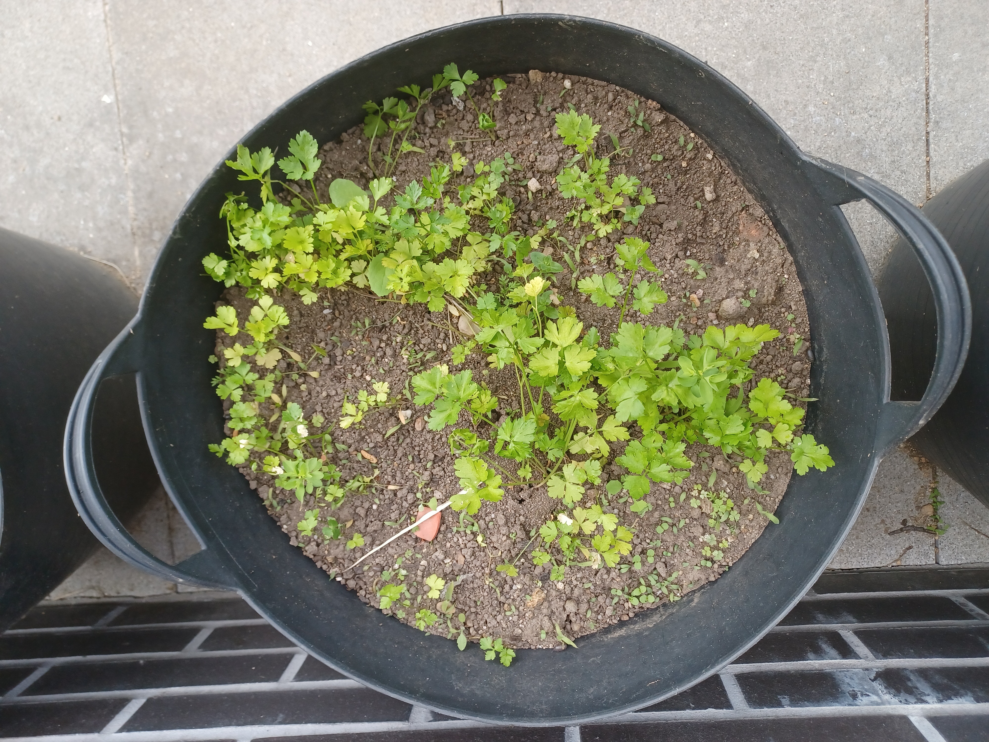 Salsa e orégãos
No vaso é possível ver uma mistura de plantas de salsa com plantas de orégãos. De realçar que o vaso contém borras de café, composto extremamente rico em azoto, proveniente da máquina de café existente na EB1/JI do Século.