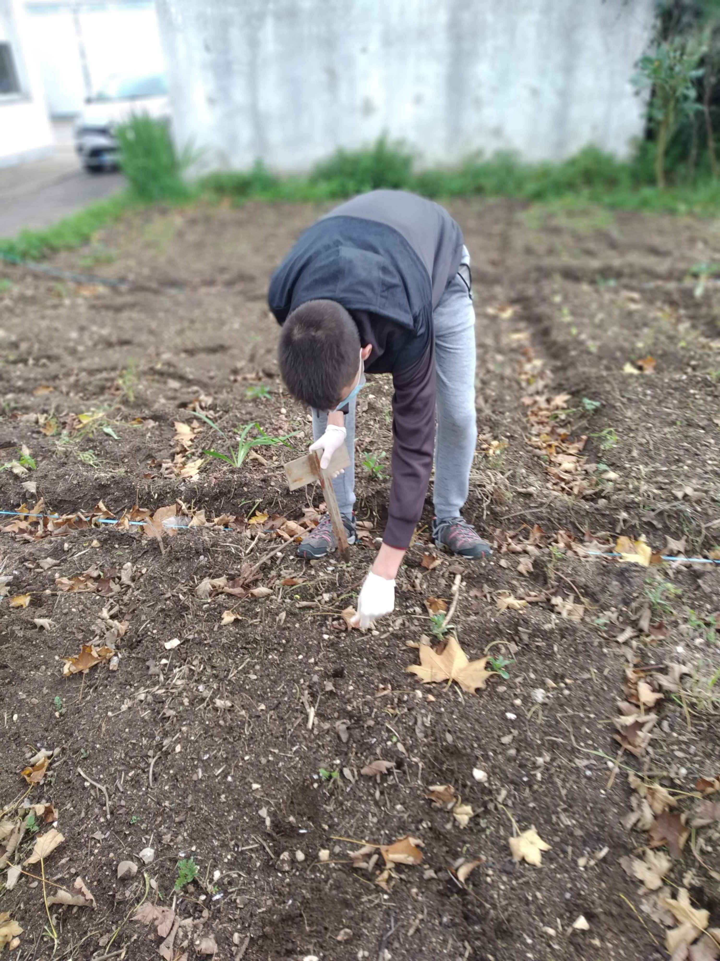 Plantação