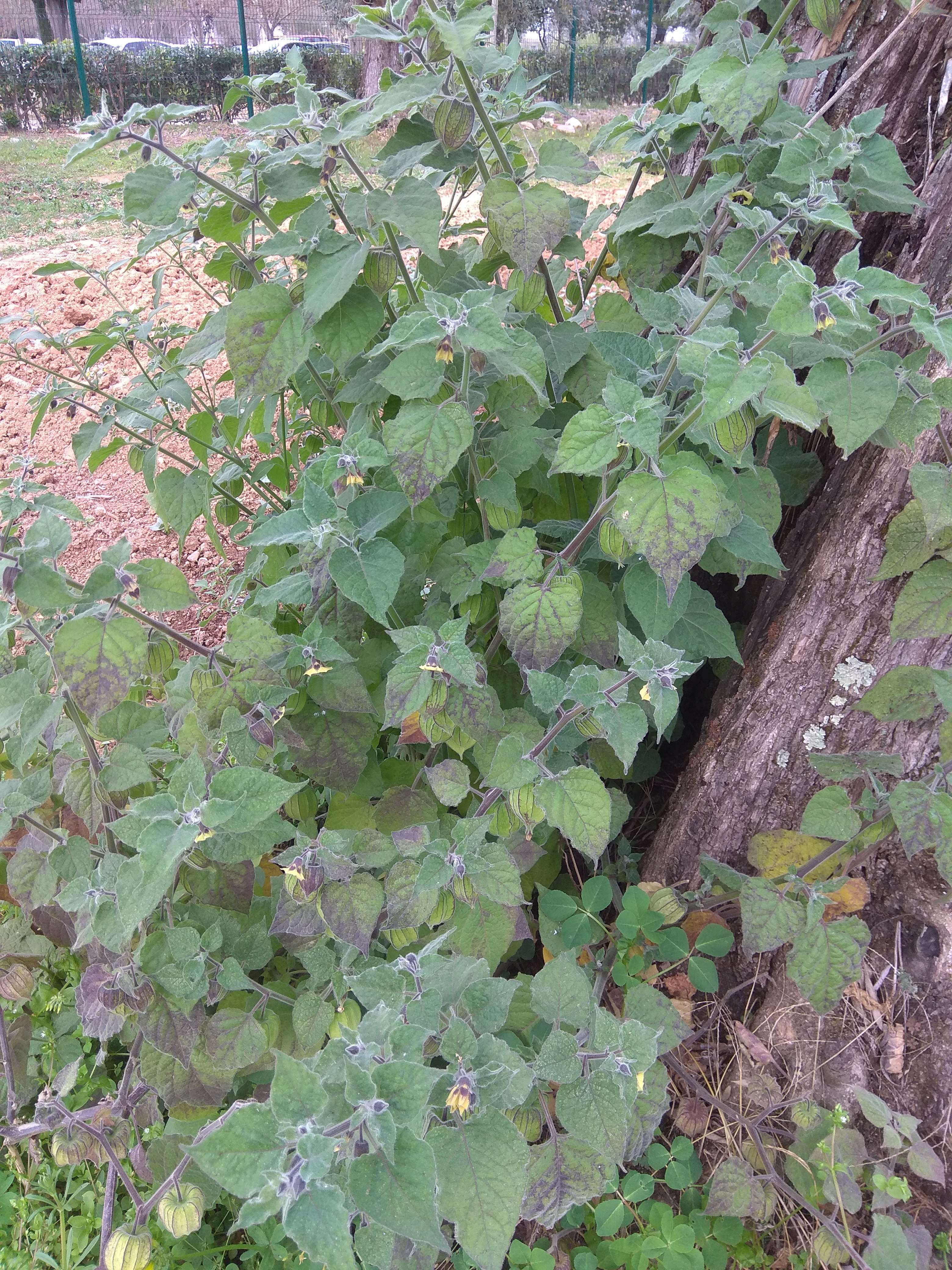 physalis