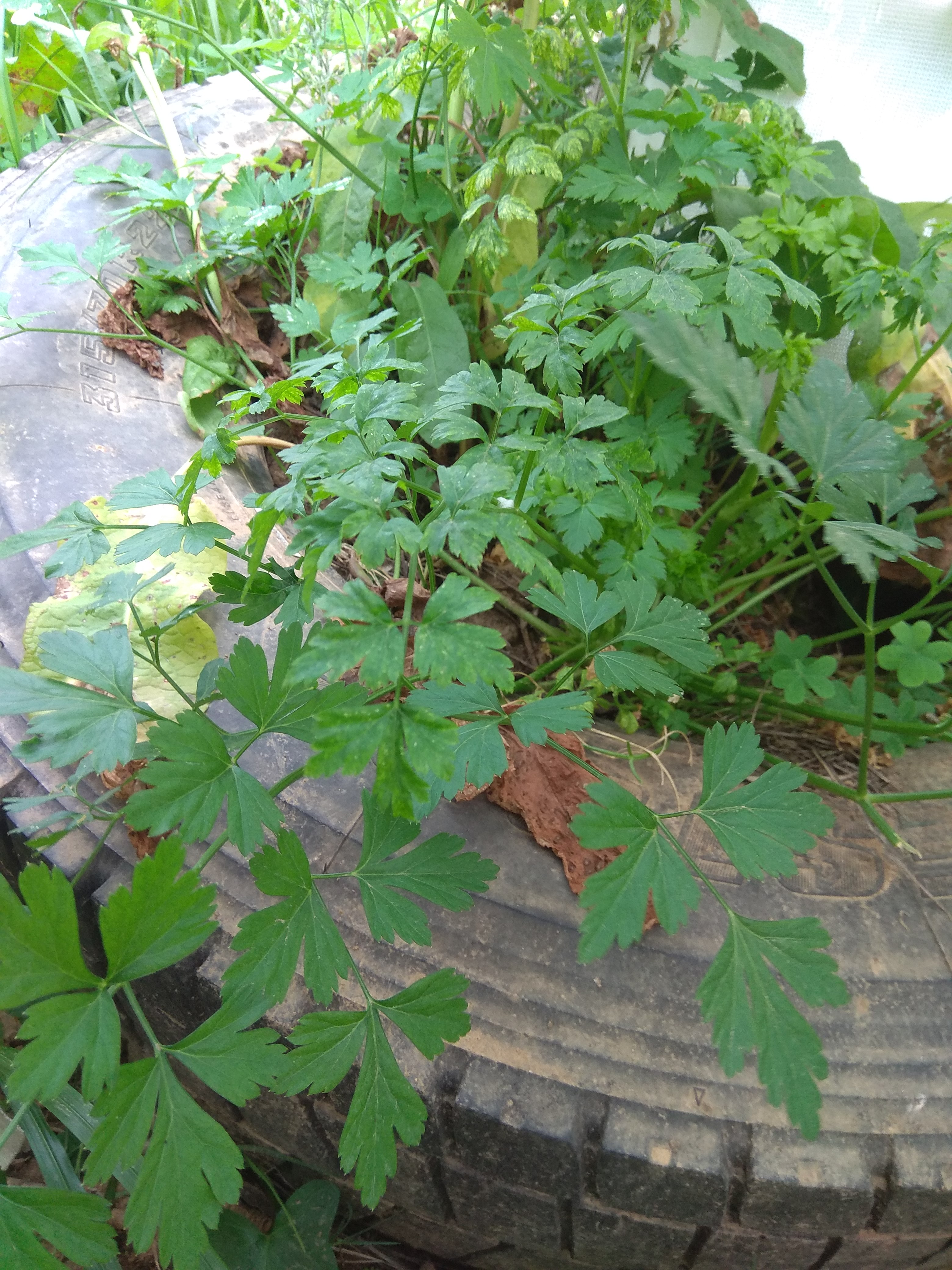 salsa