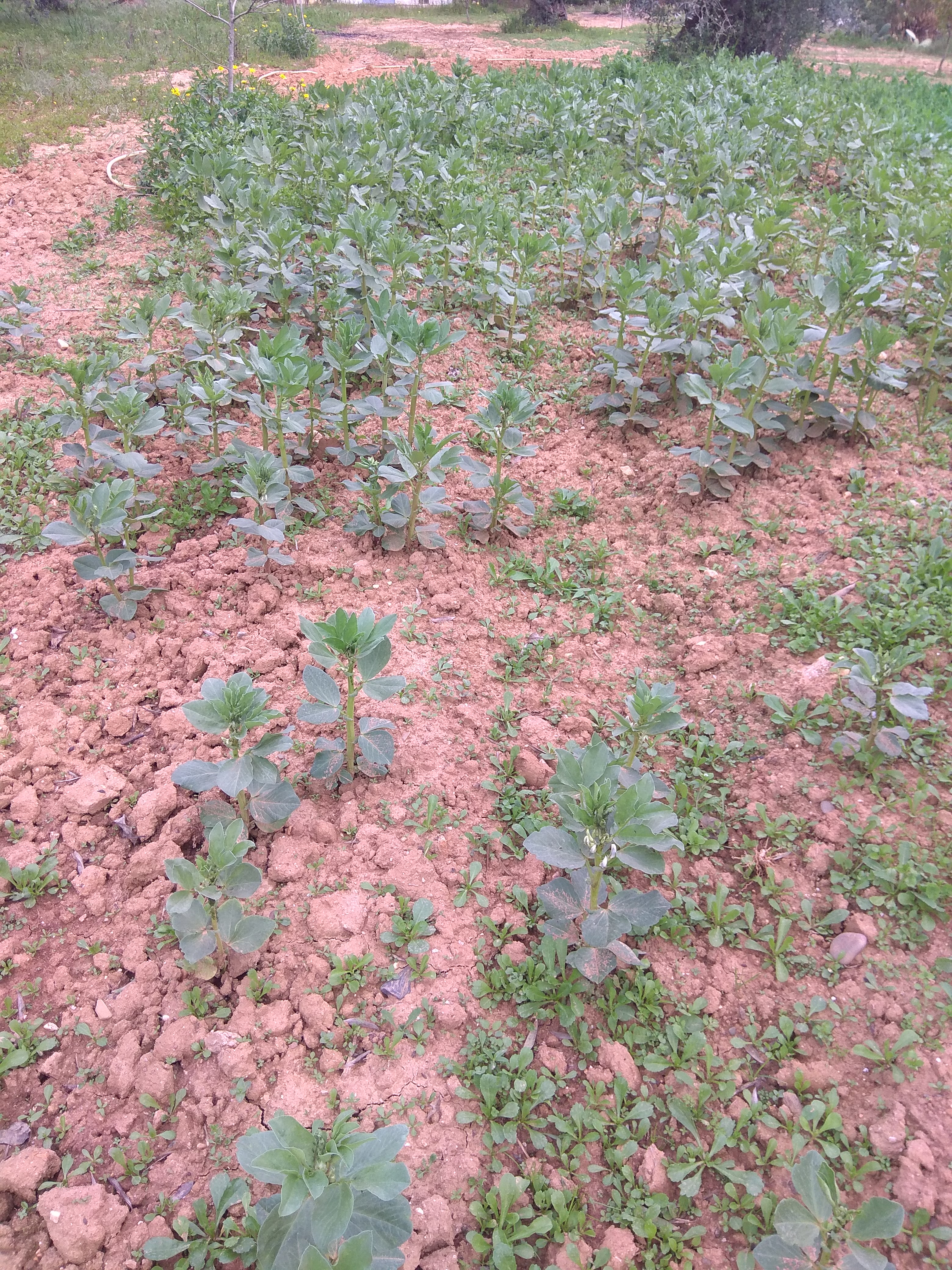 favas