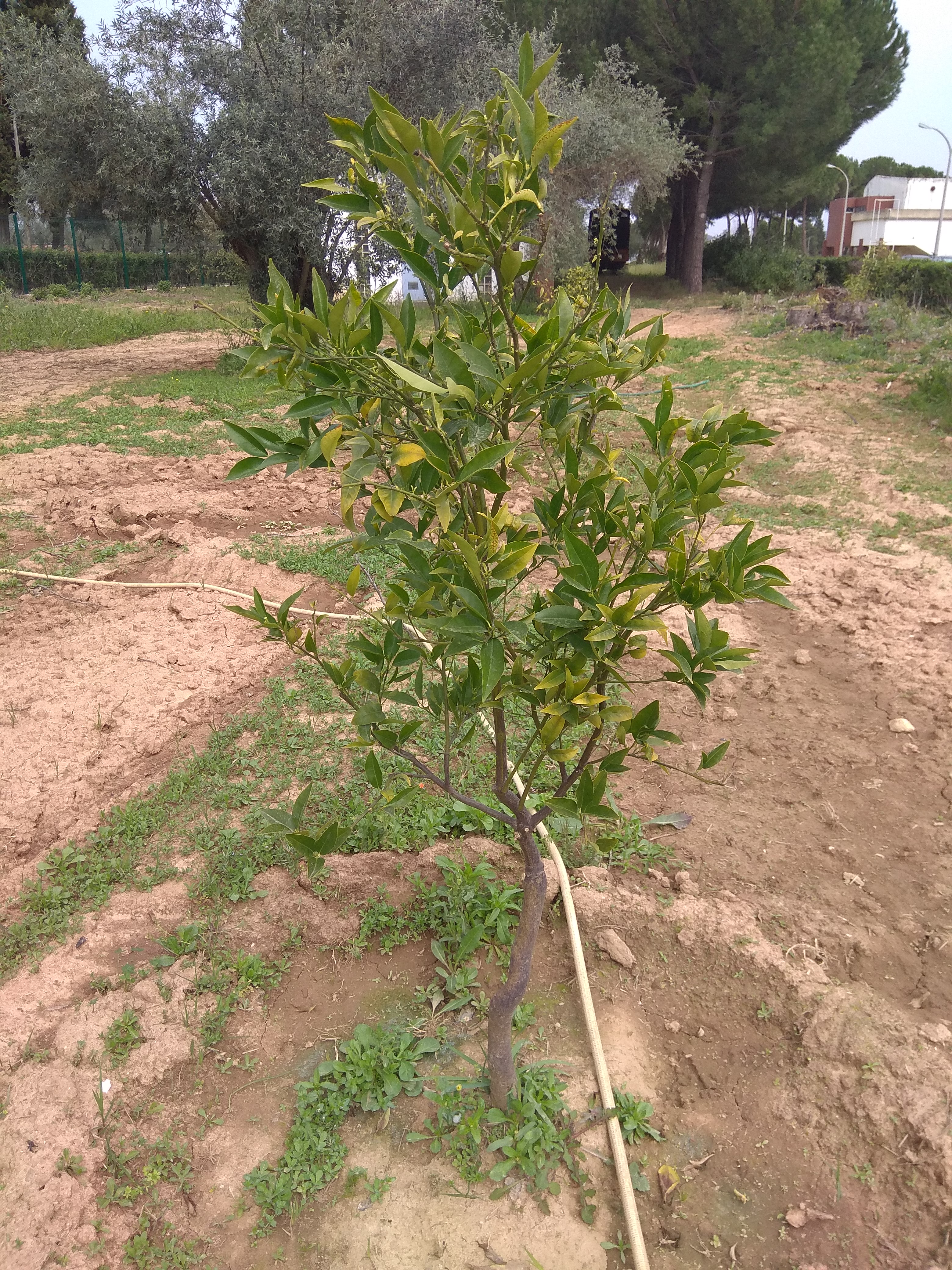 laranjeira