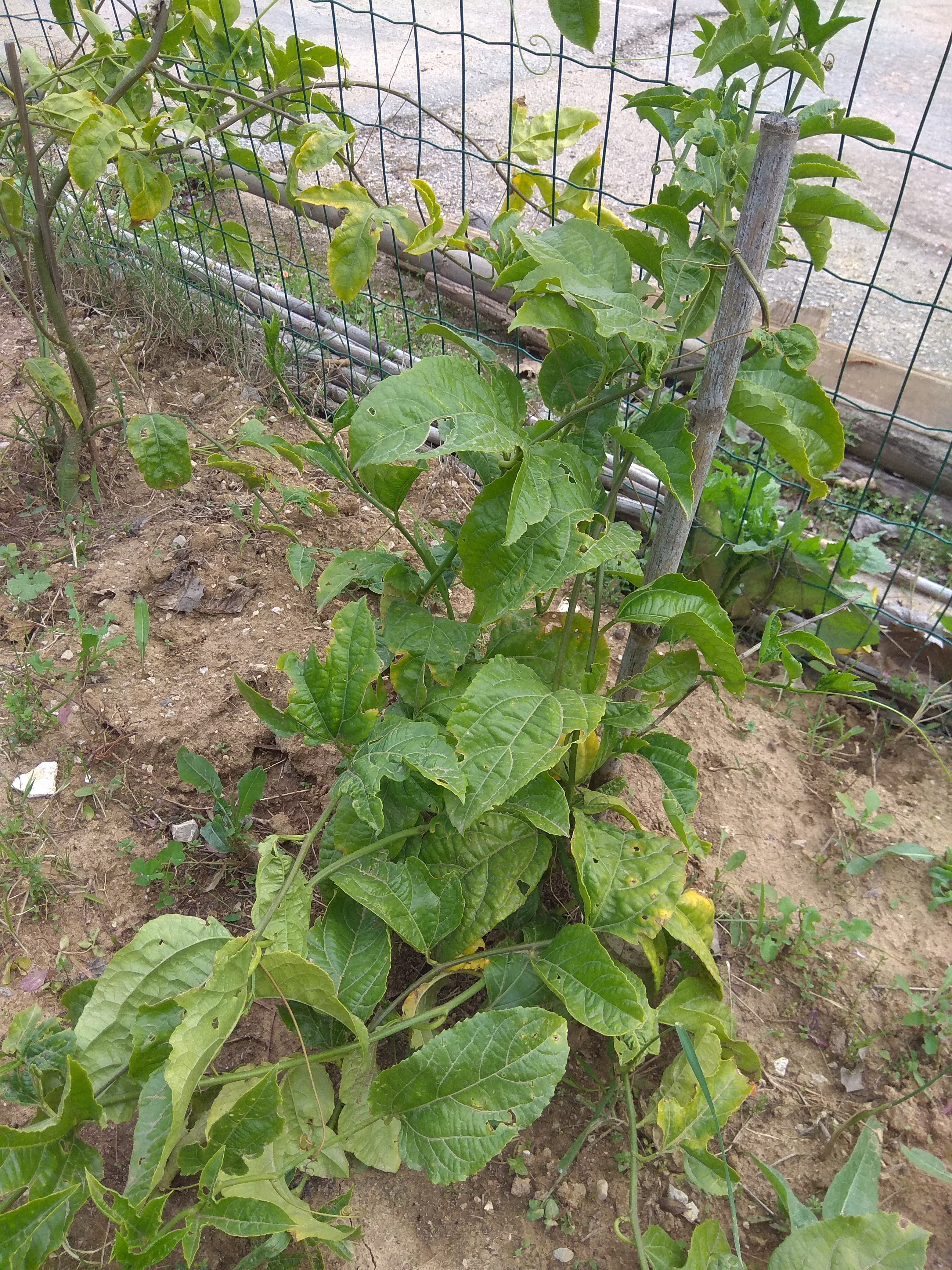 maracujá