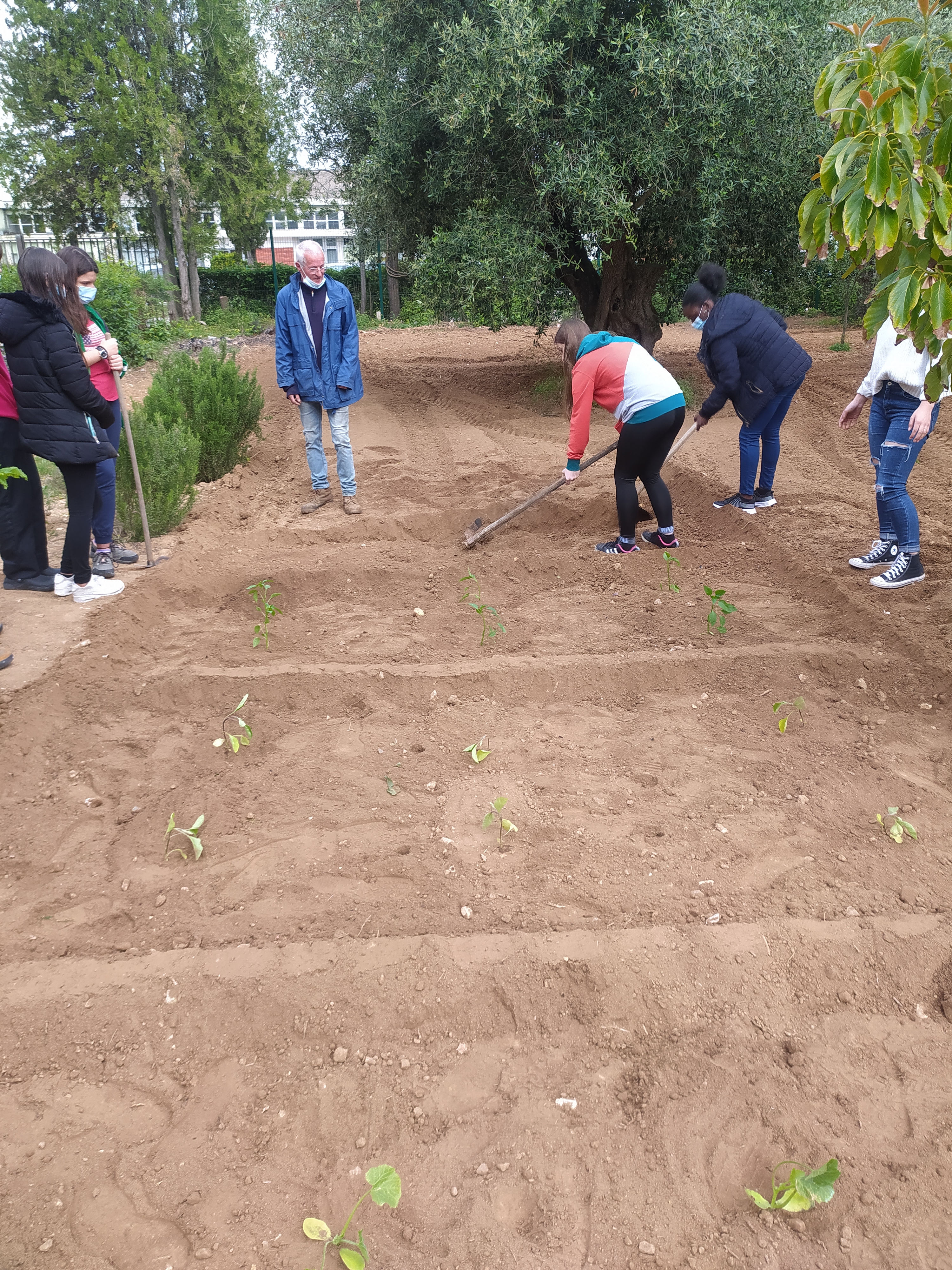 plantação de courgette