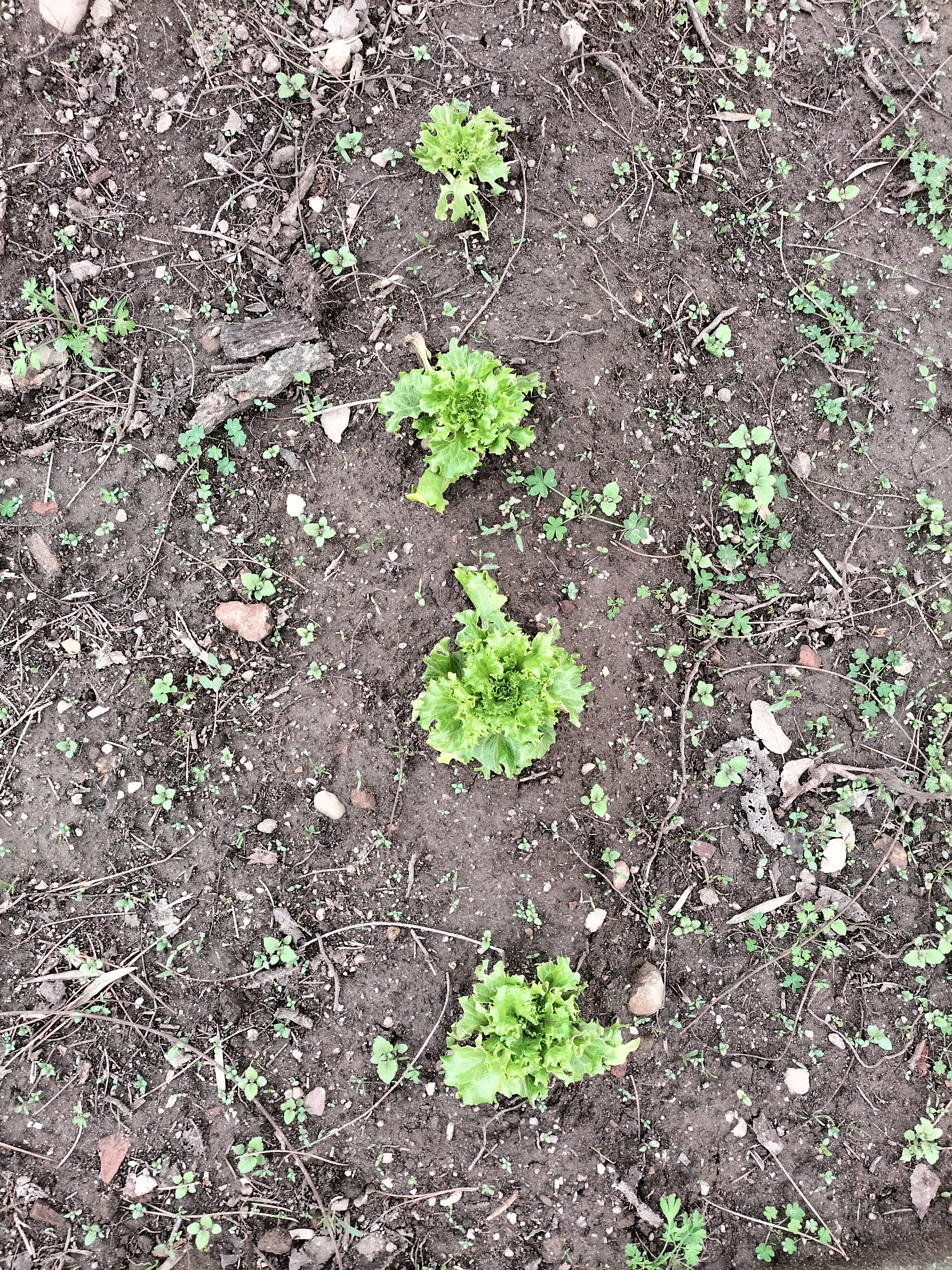 Plantação de alfaces