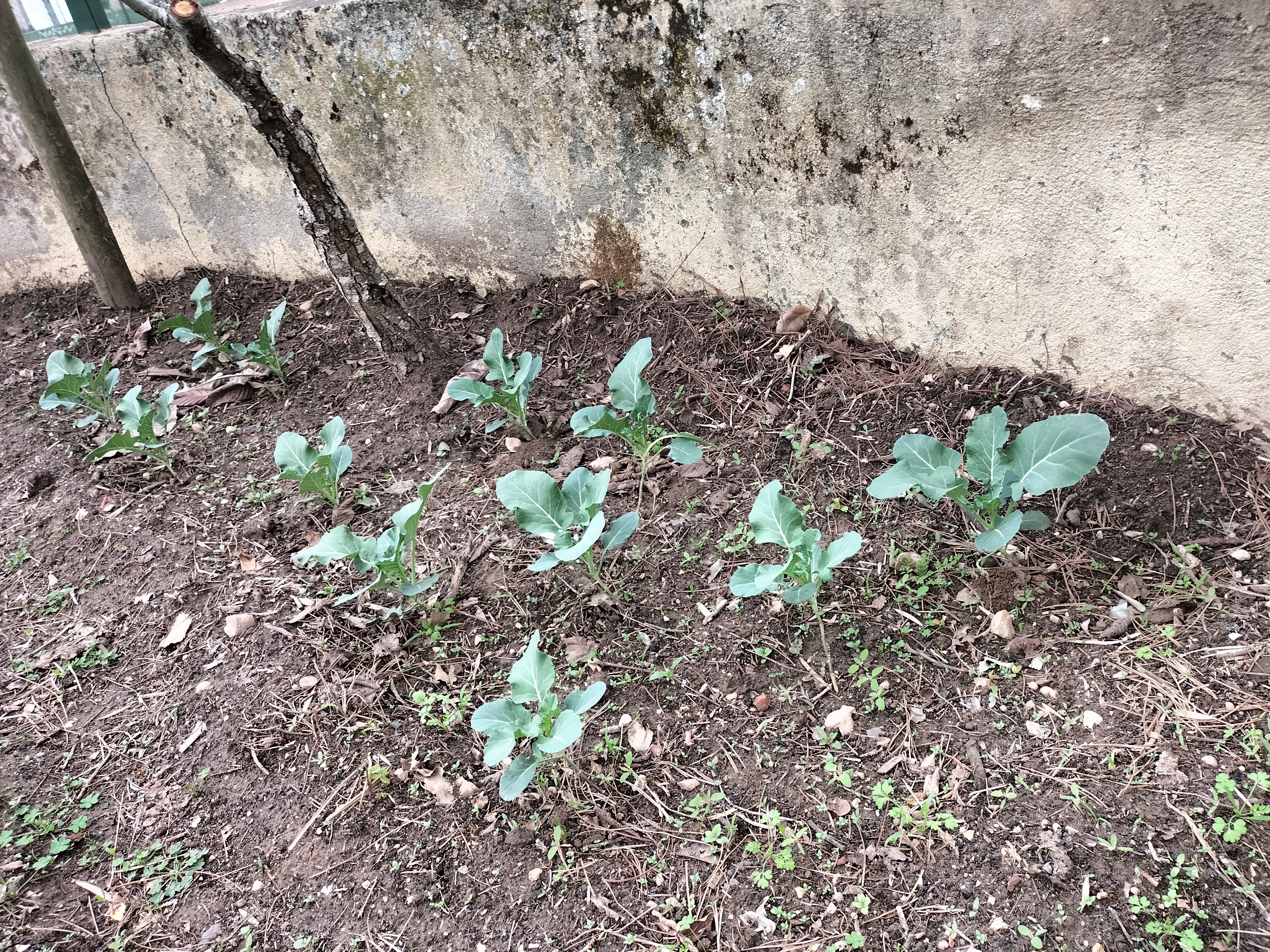 Plantação de bróculos
