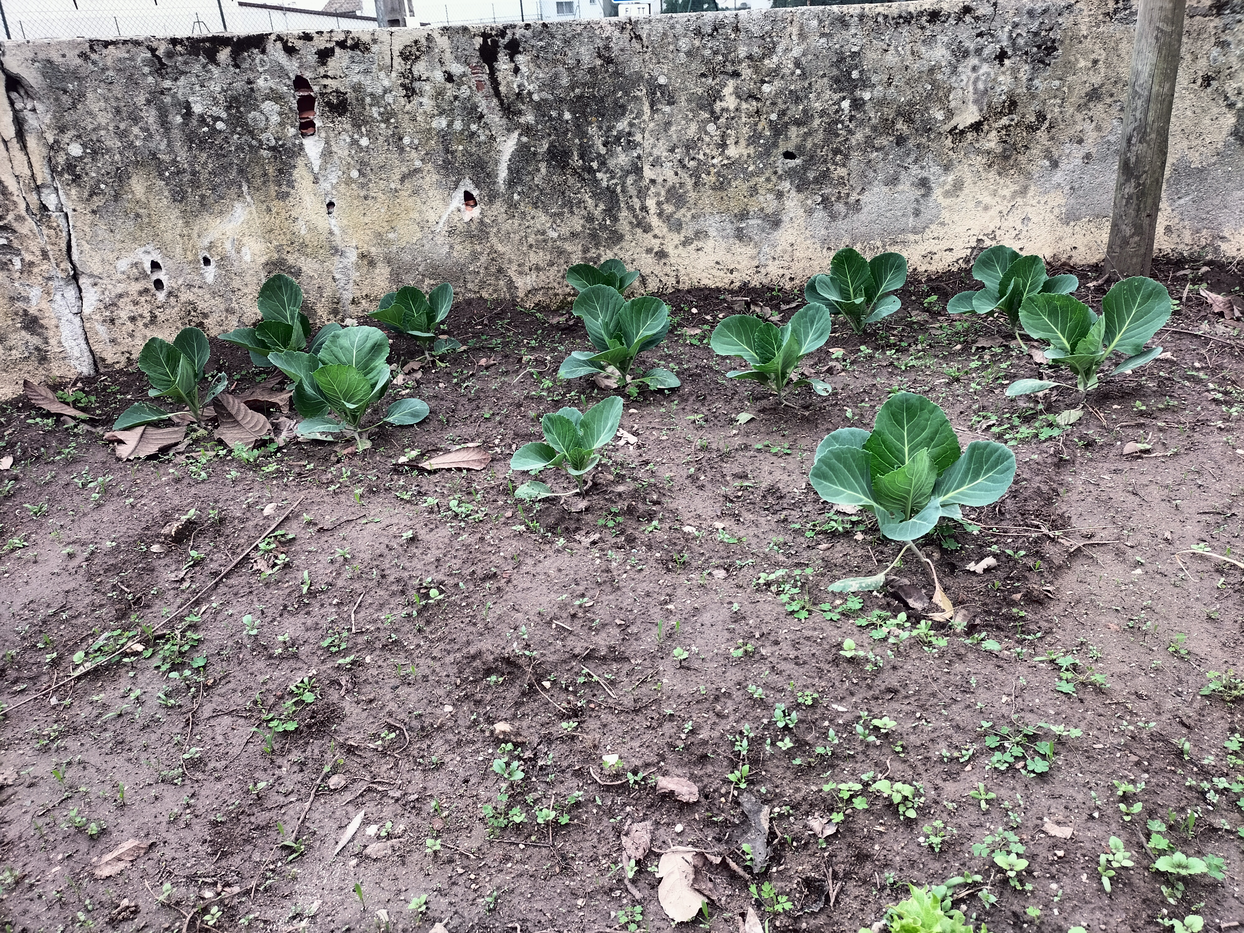 Plantação de couve