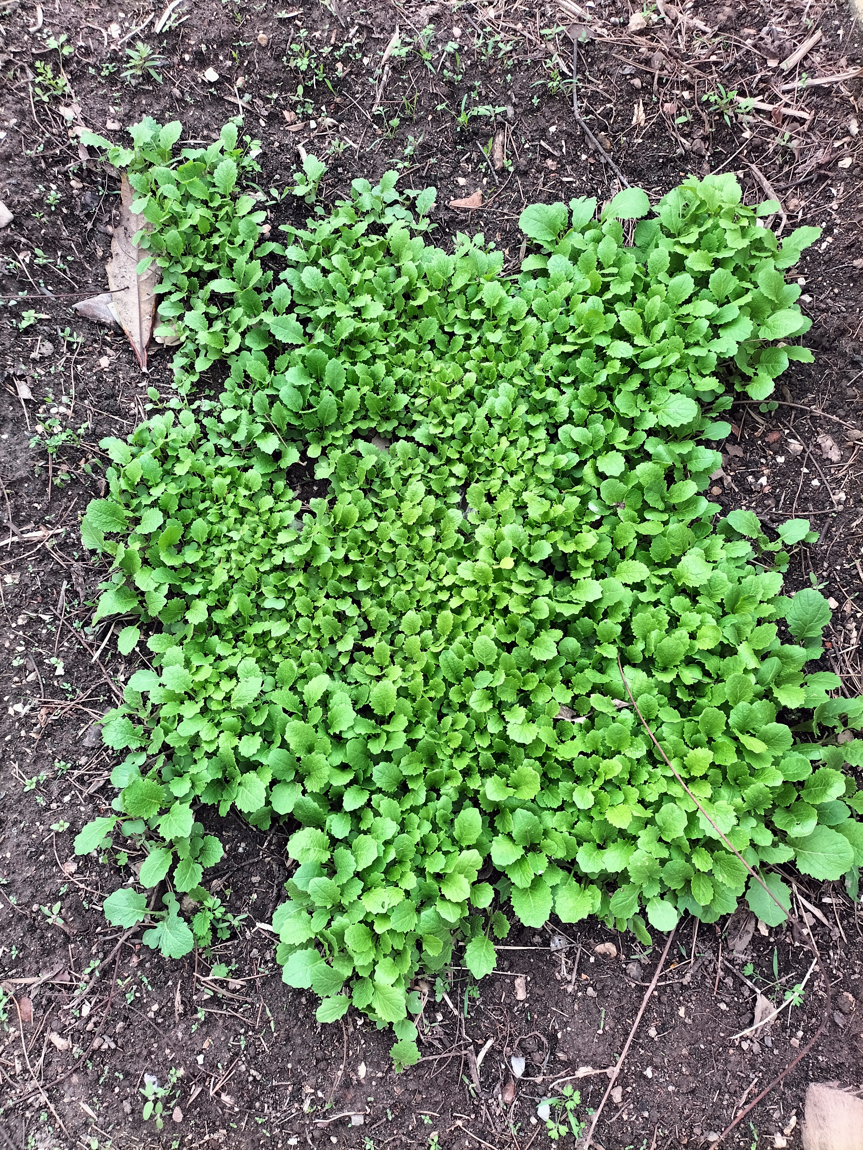 Plantação de nabiças