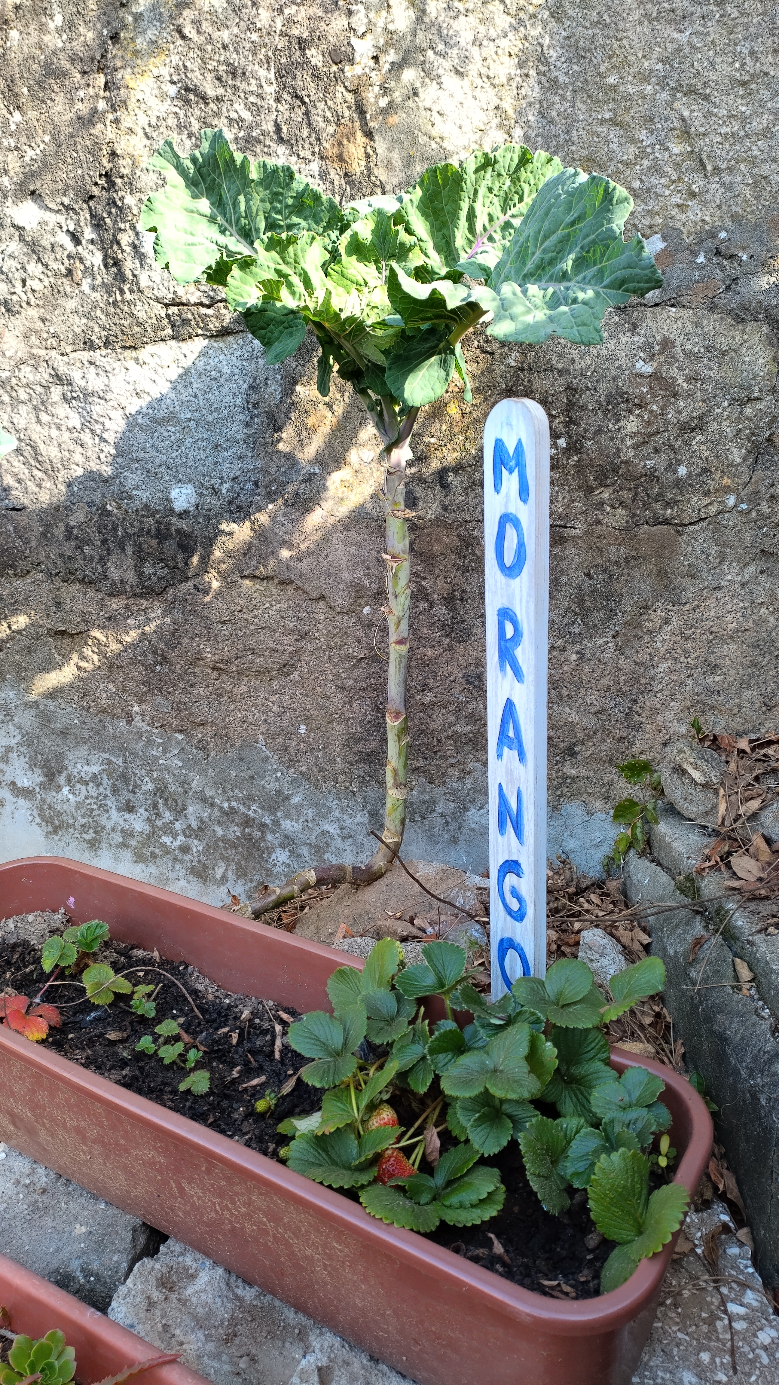 Ao longo do tempo fomos observando o que acontecia às sementes(germinação) e às plantas (crescimento), registamos e confrontamo-nos com o surgimento de frutos entre outros alimentos.