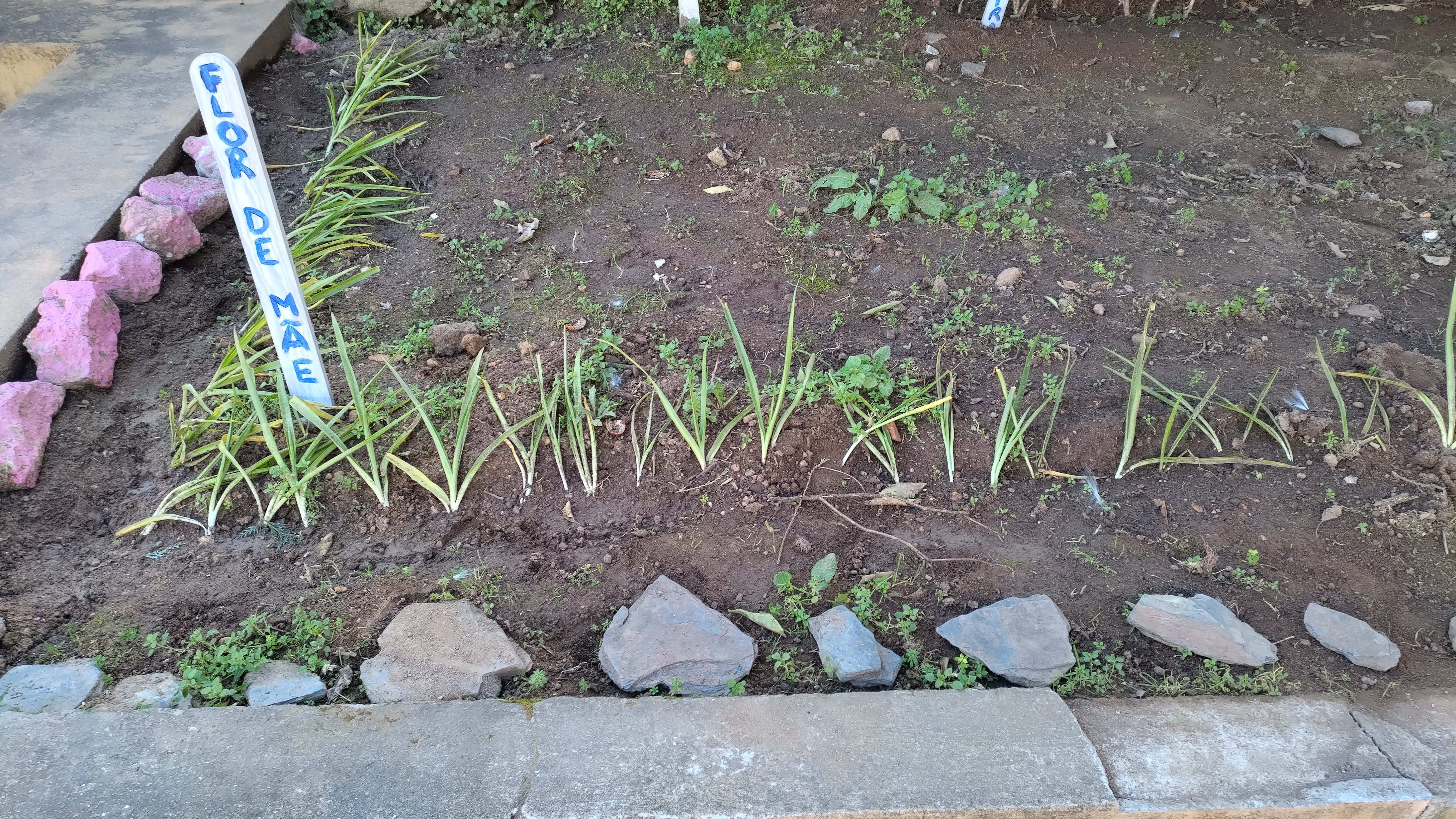 Também cuidamos do espaço jardim envolvente das nossas árvores, algumas de fruto e realizamos plantações para ver o seu desenvolvimento e surgimento de flores.