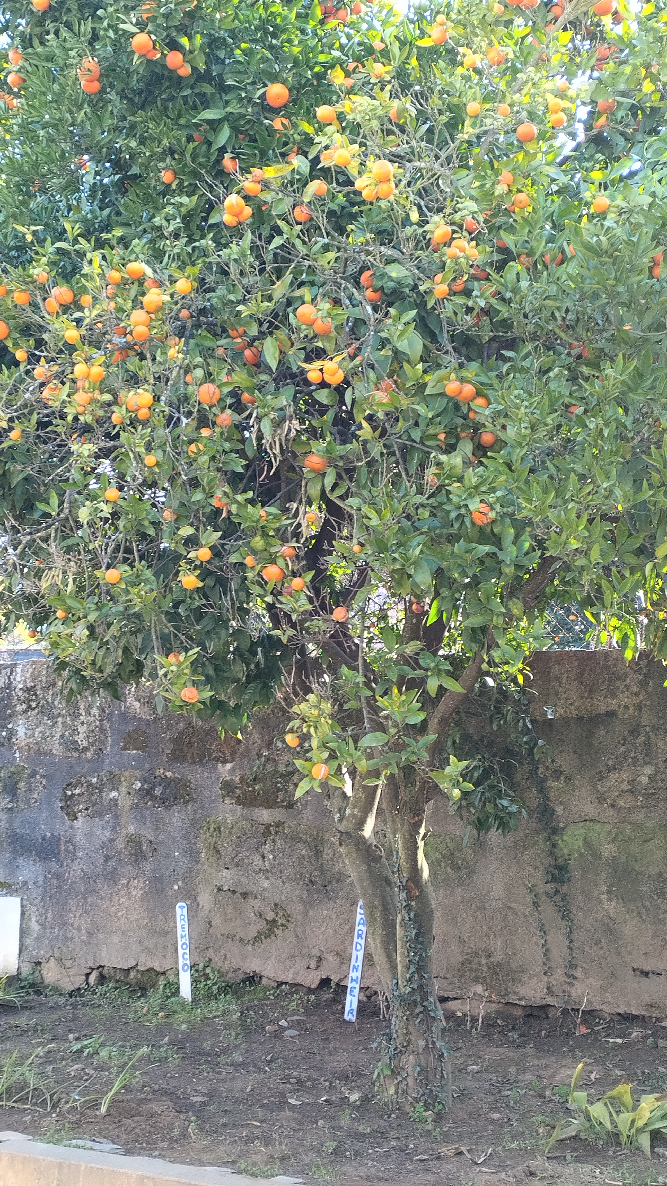 Deparamo-nos com o nascimento de muitas tangerinas, colhemos, pesamos, e vendemos à comunidade educativa.