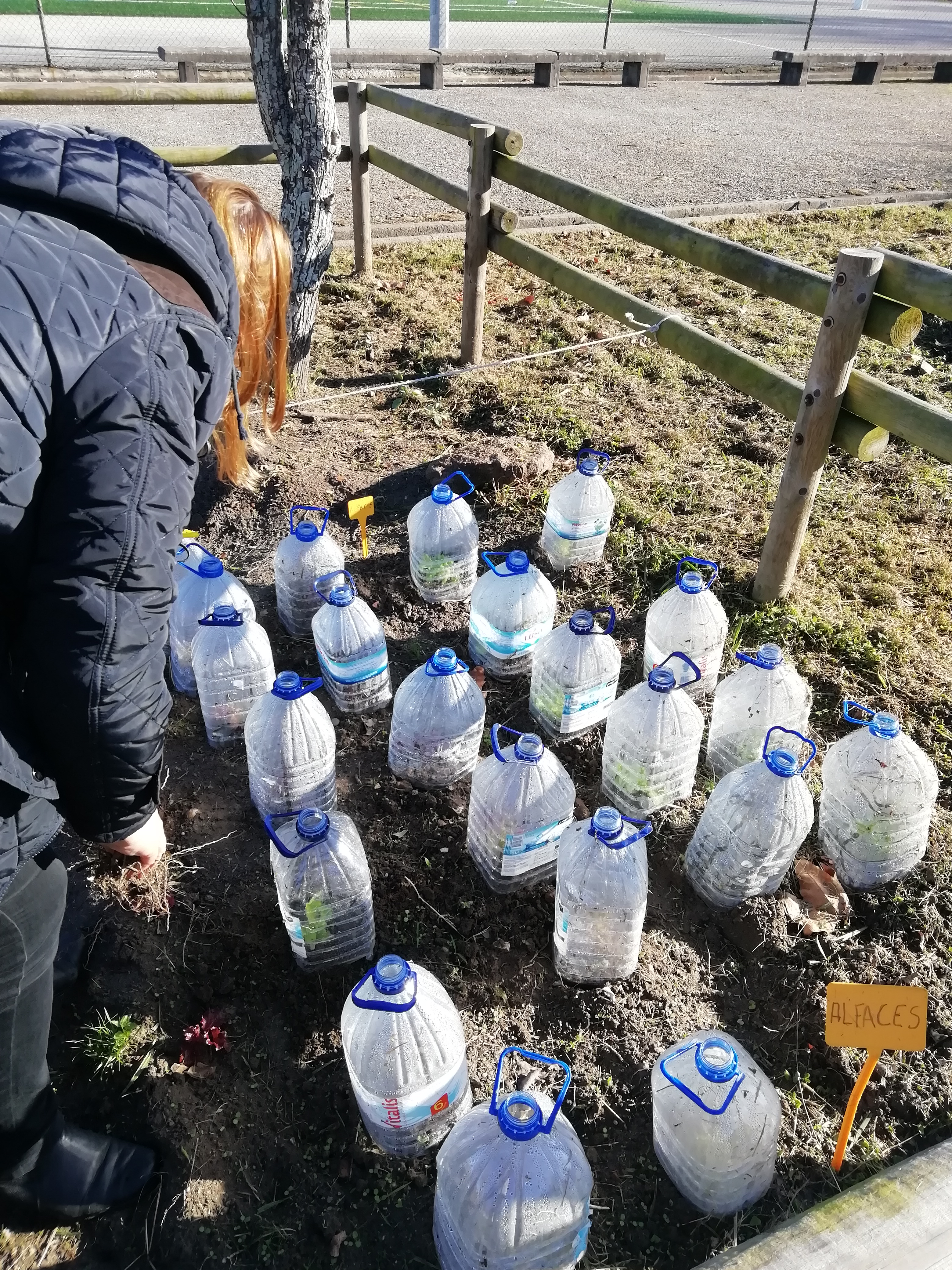 As primeiras plantas colocadas foram alfaces que ficaram protegidas da geada com garrafões que funcionam como mini estufas.