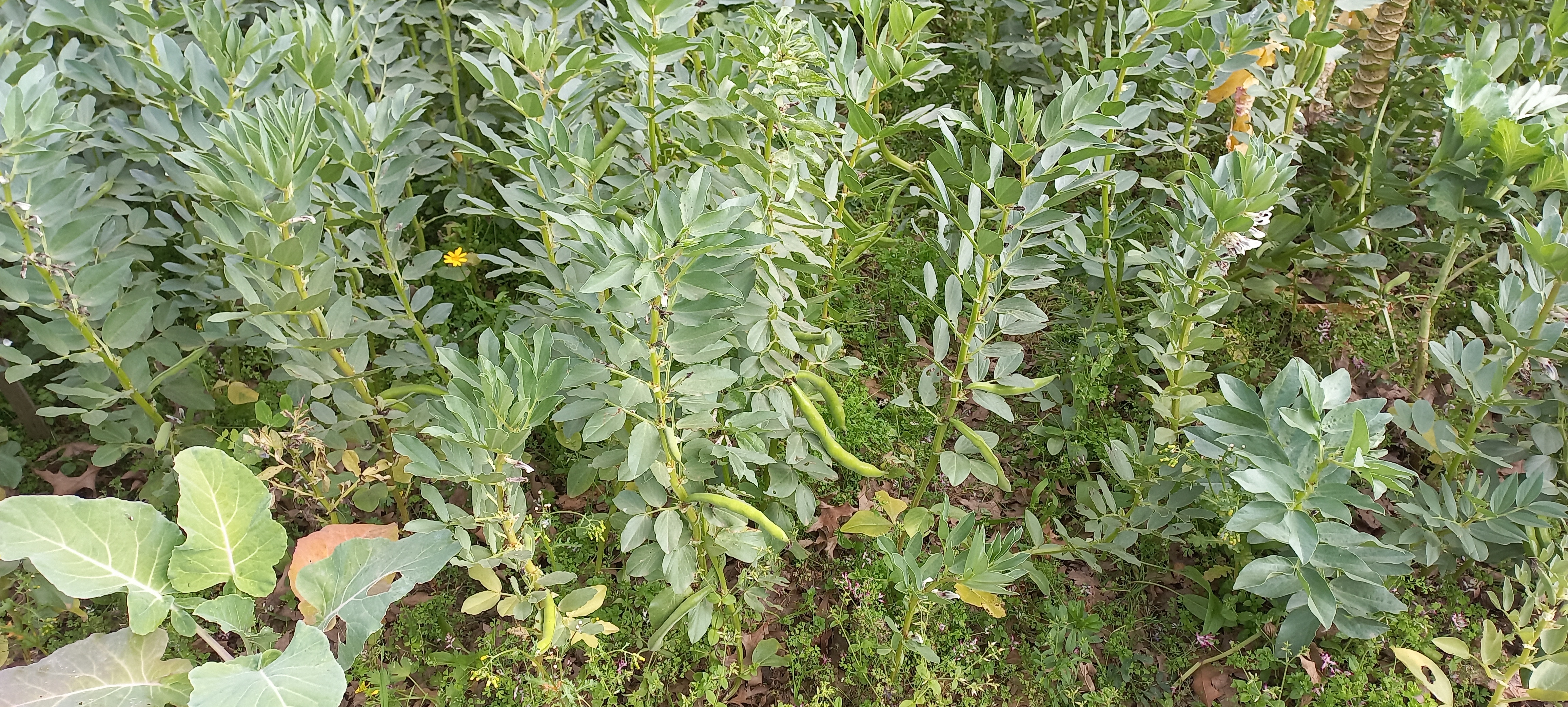 Já temos favas. Agora é só deixar crescer para depois colher e comer.