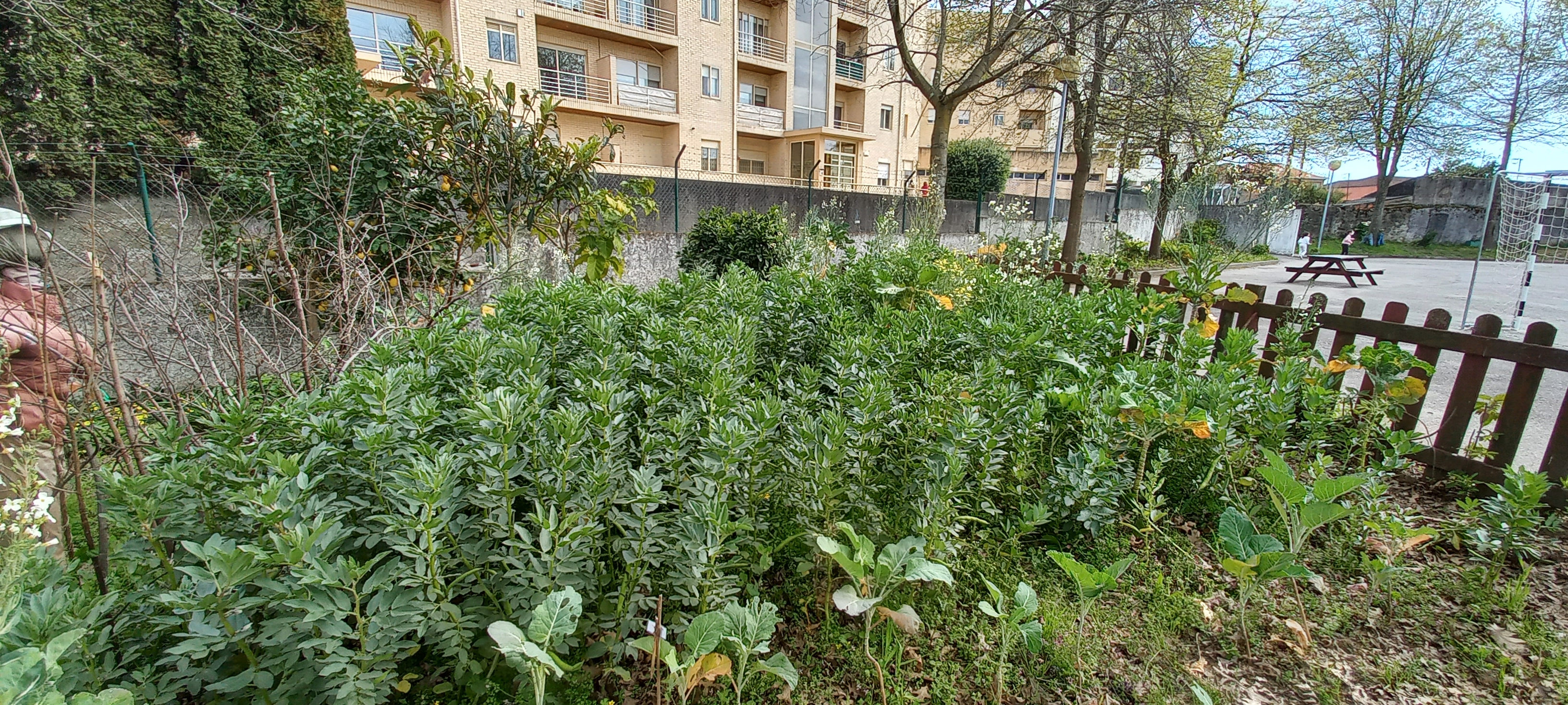Panorâmica da área cultivada da horta