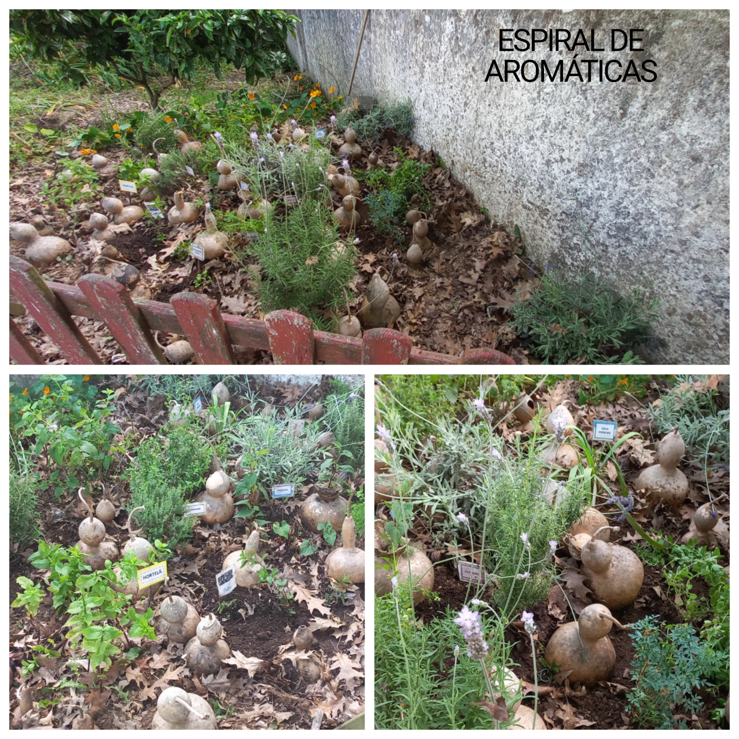 A espiral das aromáticas sobrevive. As cabaças estão a ficar fraquinhas, mas este ano ainda fica assim. As variedades continuam -arruda,menta,alfazema,hortelã,cidreira, erva camaleão, erva principe, salvia, coentros, oregãos, salsa e a ornamentar chagas