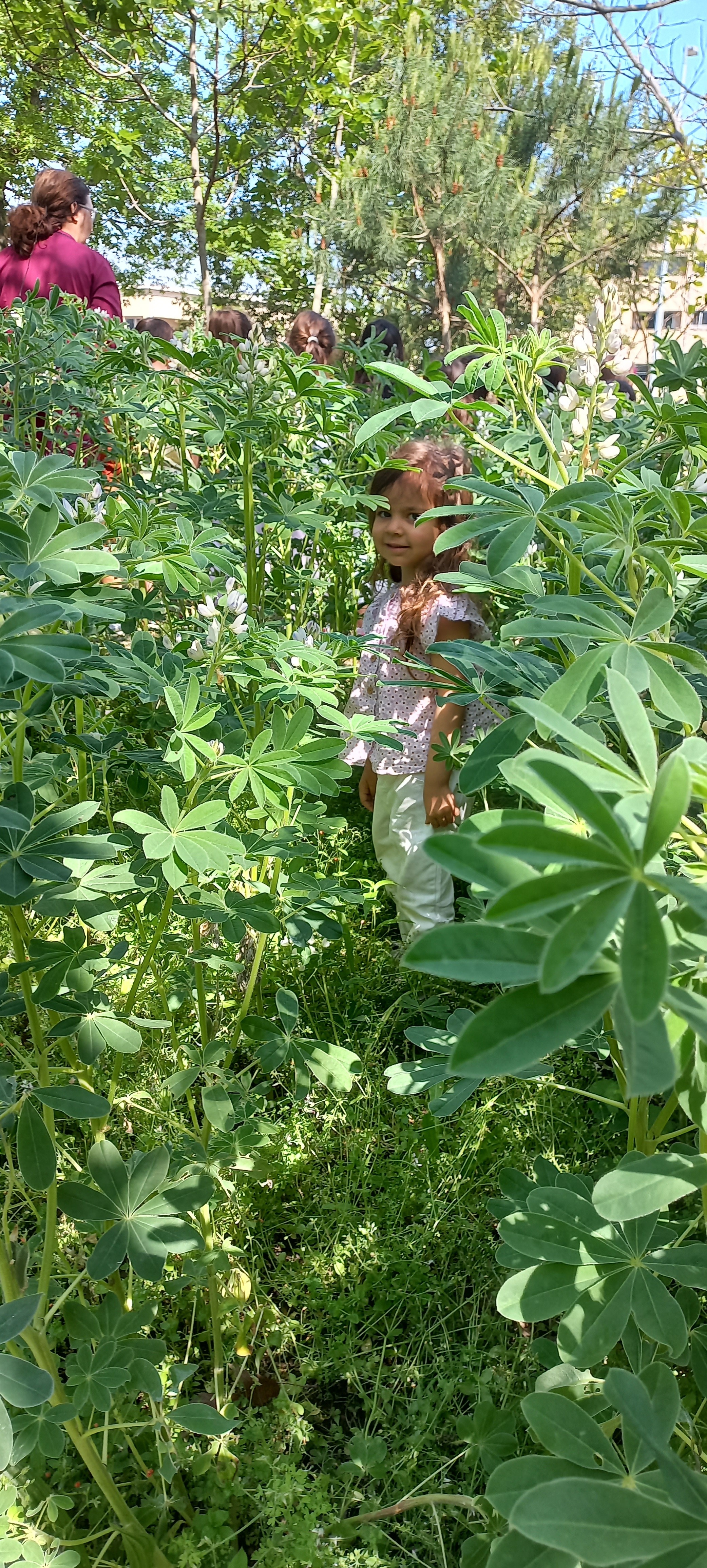 A planta do tremoço é tão alta que dá para esconder os meninos e fazer aquele jogo. Onde está .......?