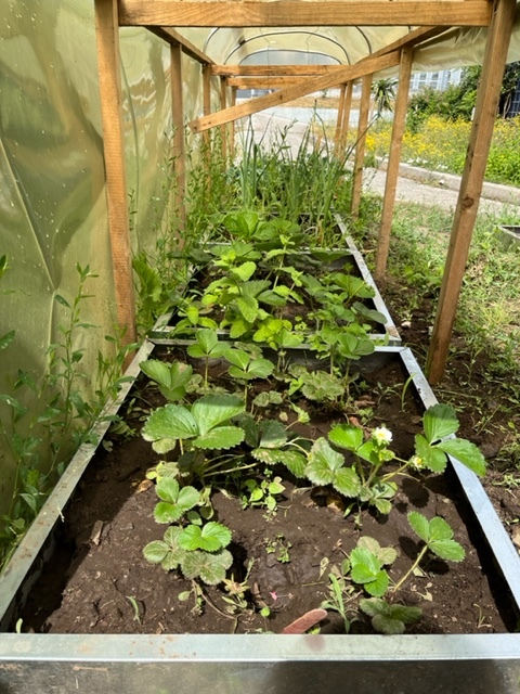 Mini-estufa com morangos
