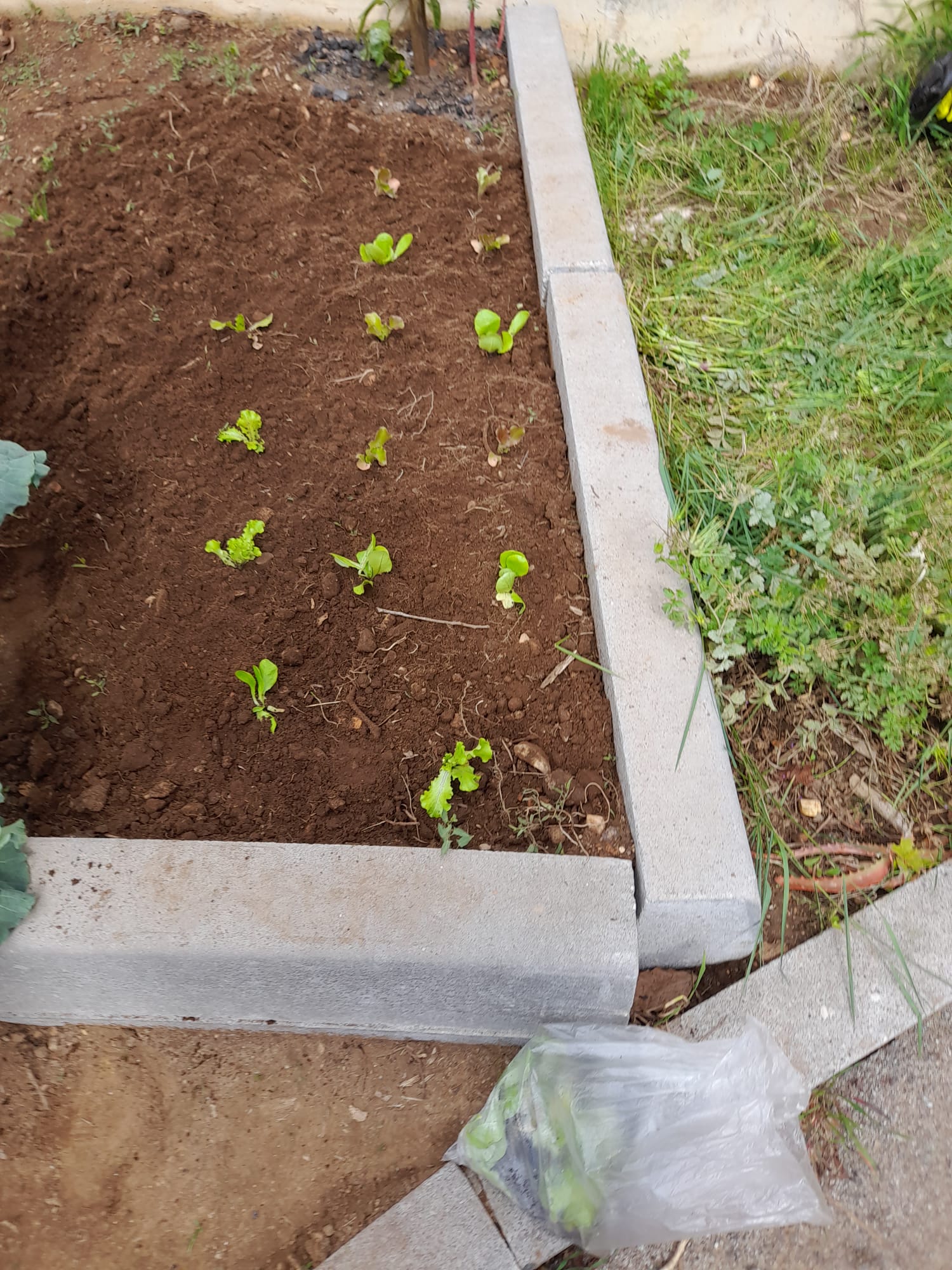 Plantação