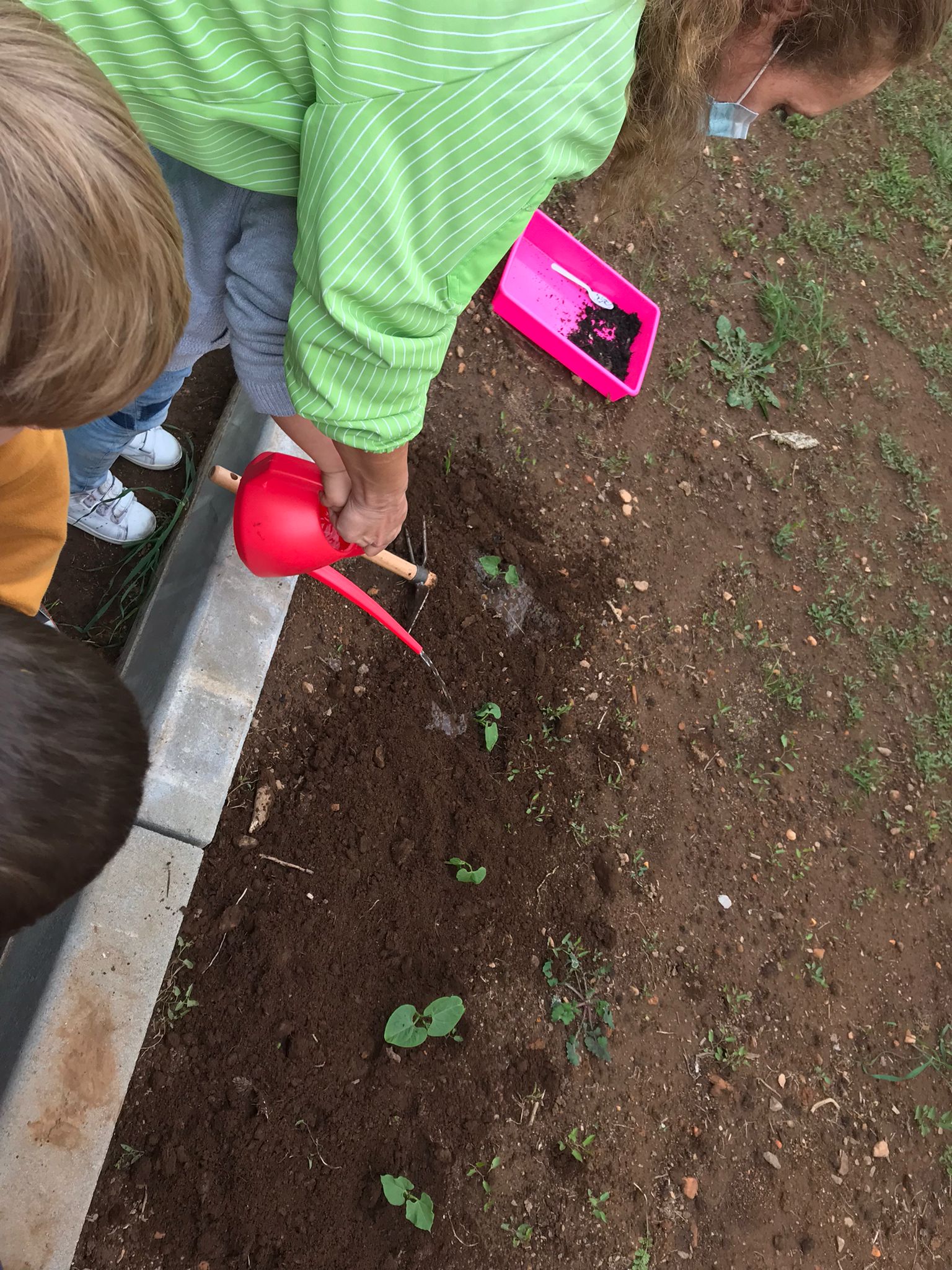 Plantação e rega dos feijoeiros na horta após germinação na estufa.