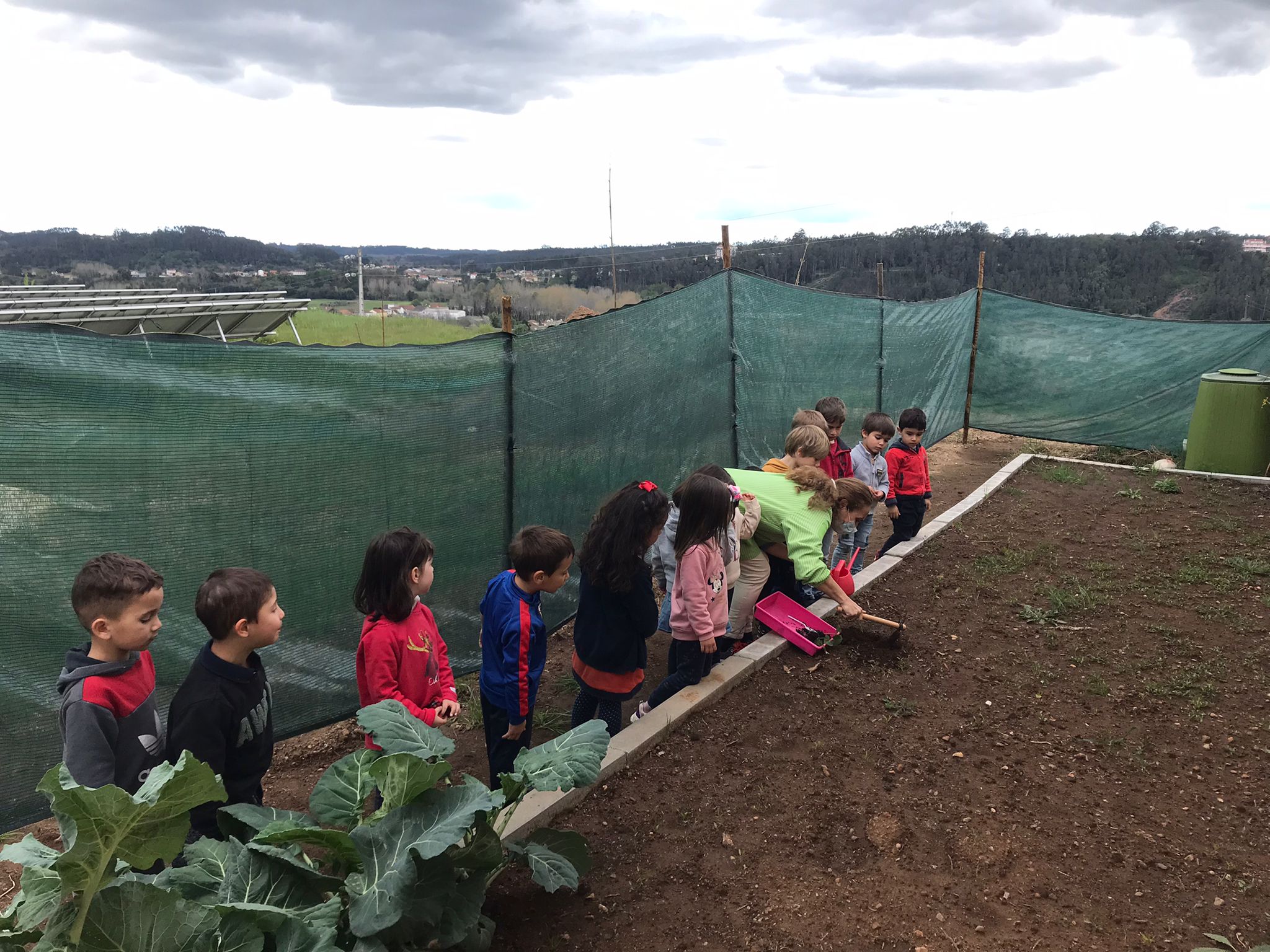 Plantação e rega dos feijoeiros na horta após germinação na estufa.