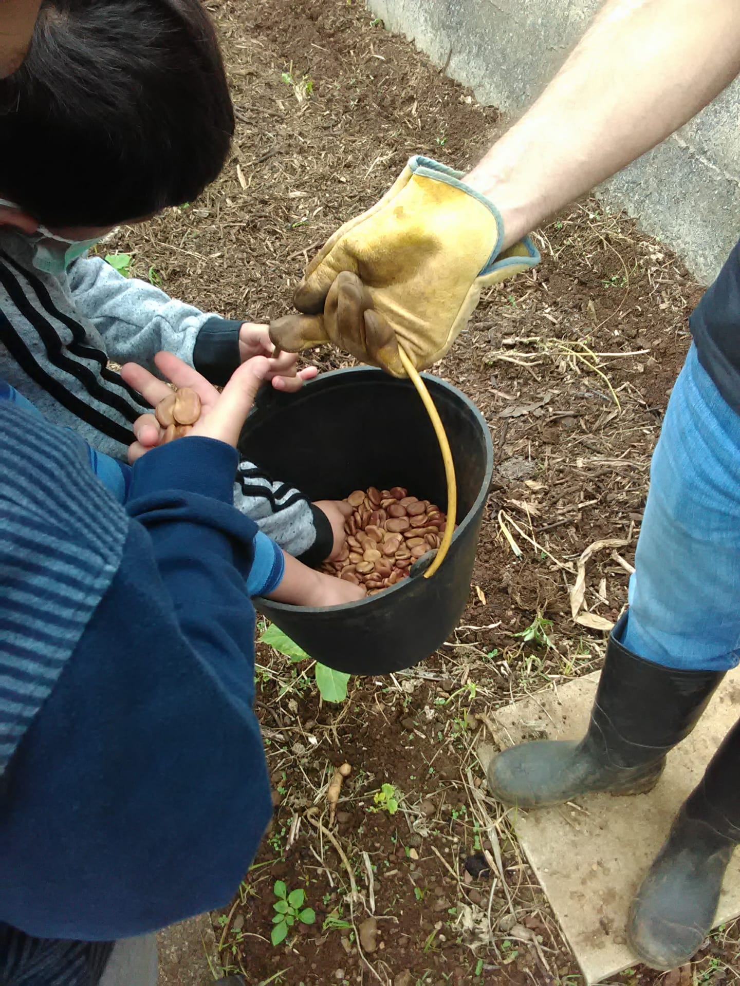 Distribuição das favas para a sua plantação.