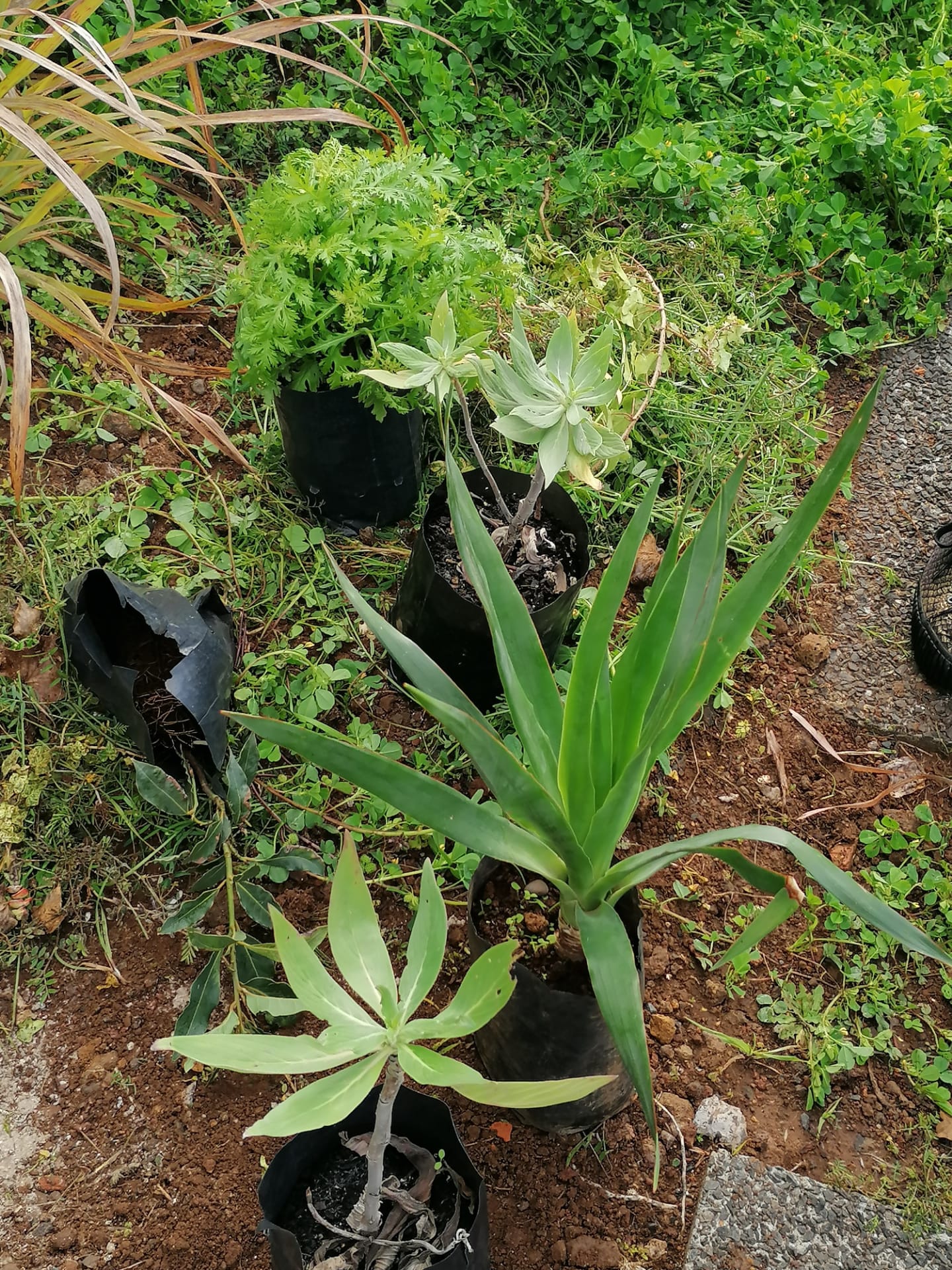 Recolha de plantas endémicas da Madeira para posterior plantação.