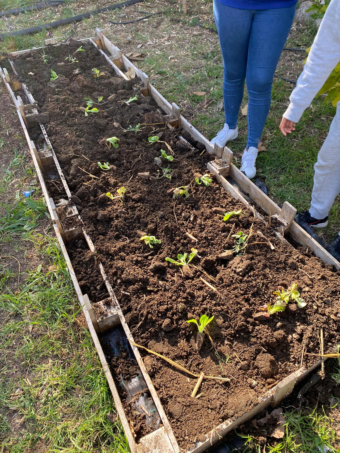 Produtos cultivados