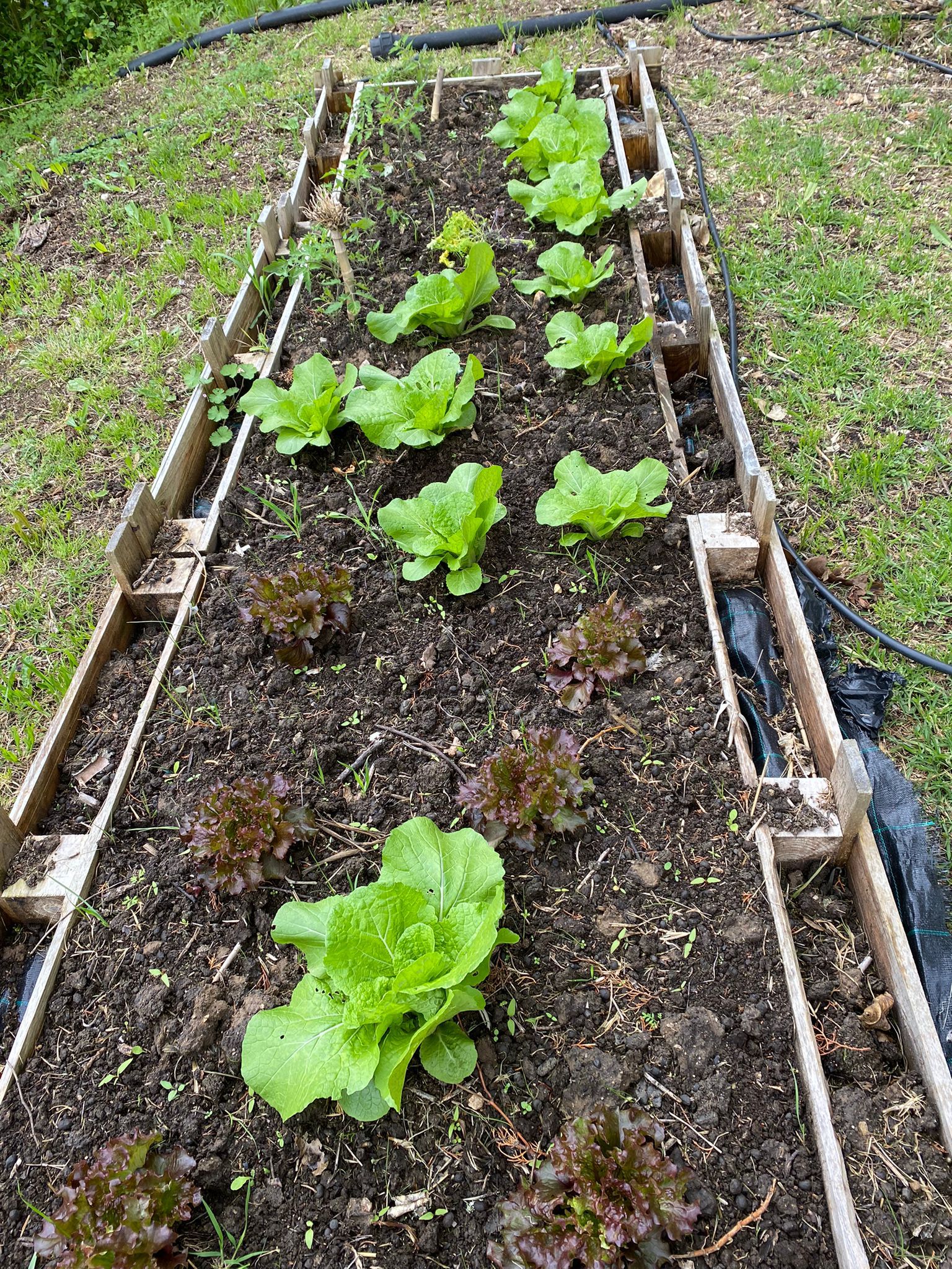 Horta