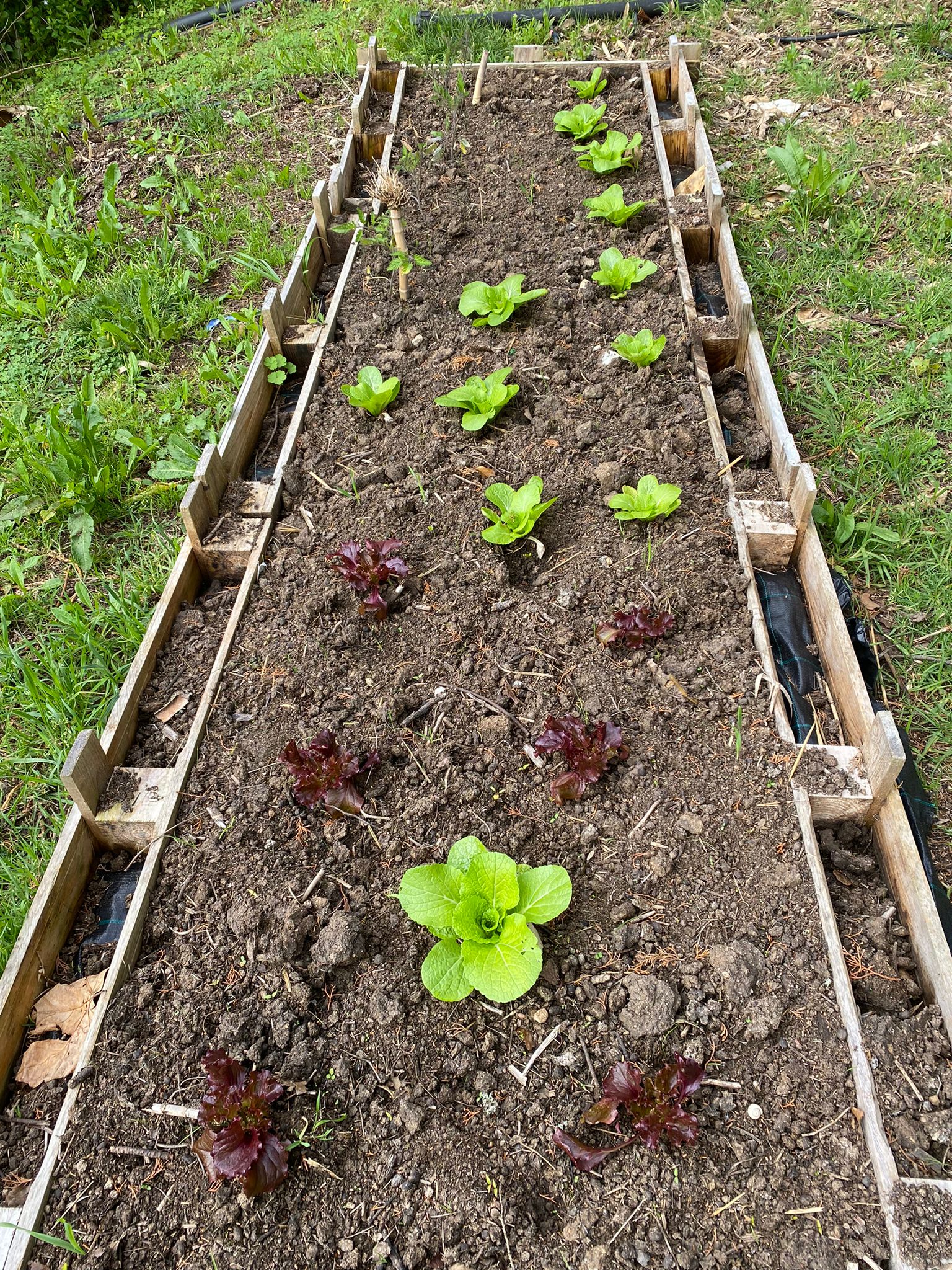 Horta